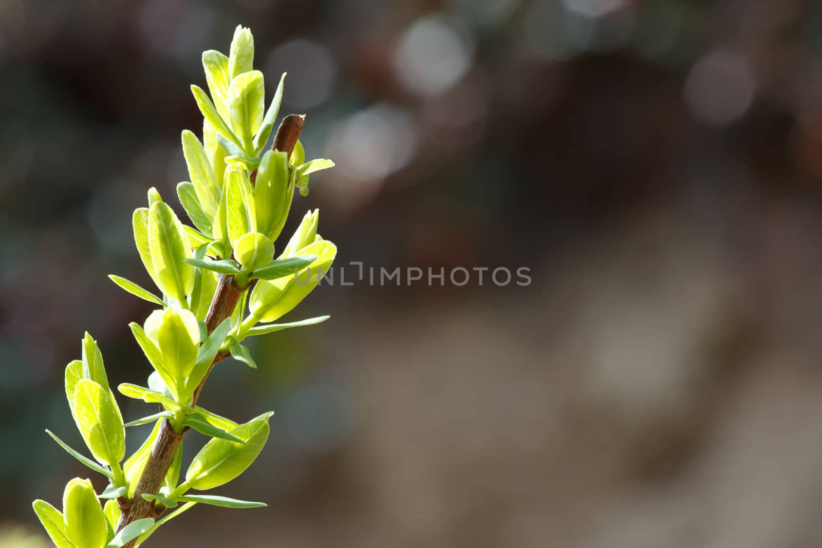 Spring still life with a green twig and shallow focus