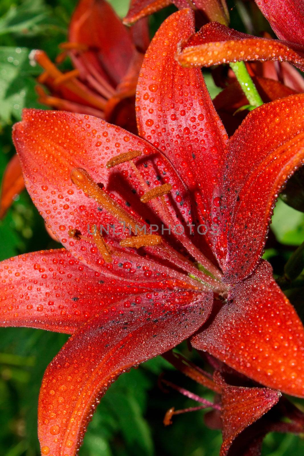 Red lillies with water drops