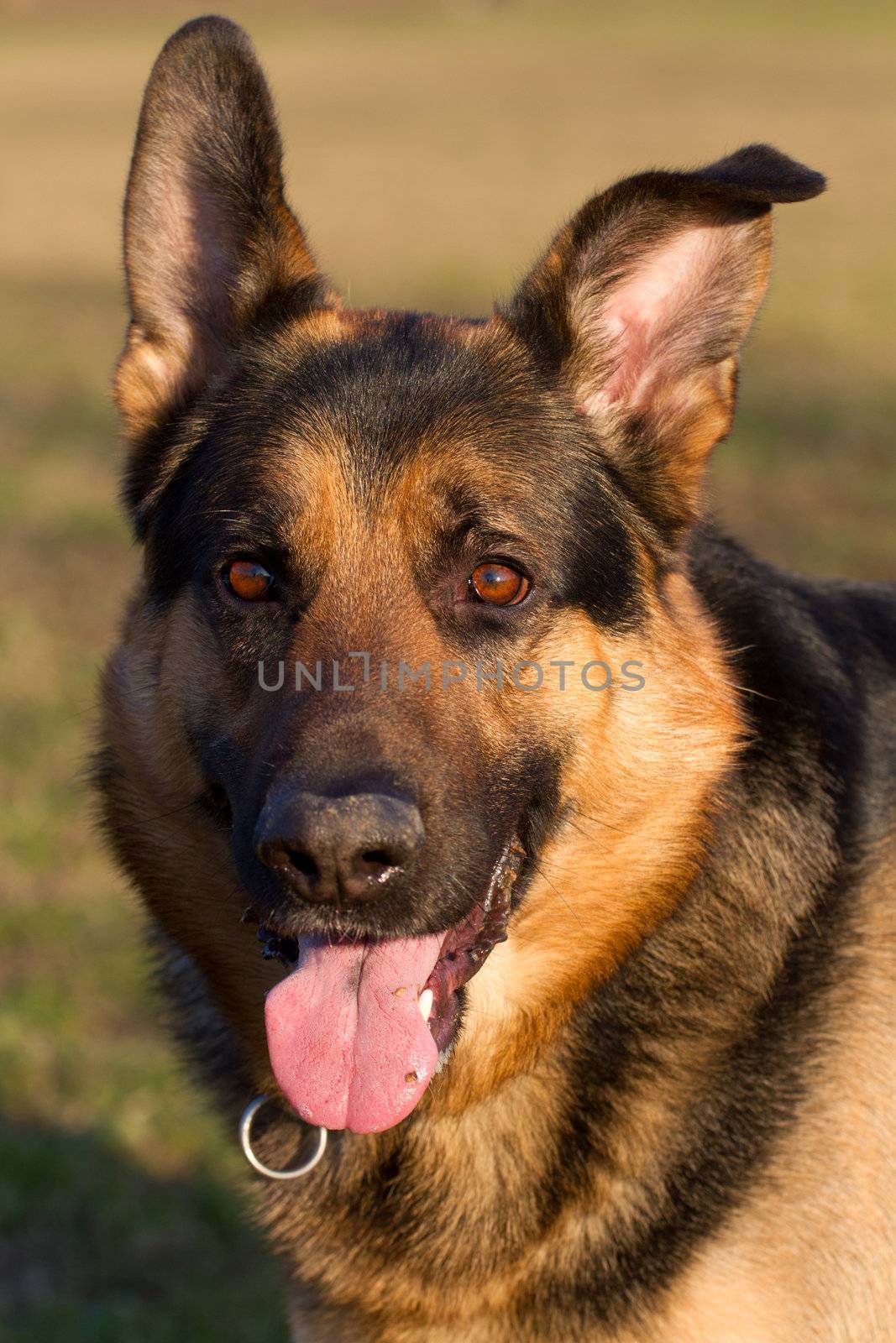 german shepherd