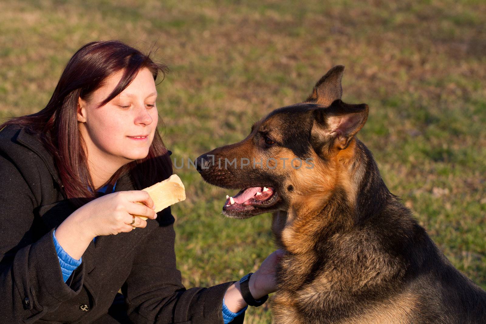 german shepherd