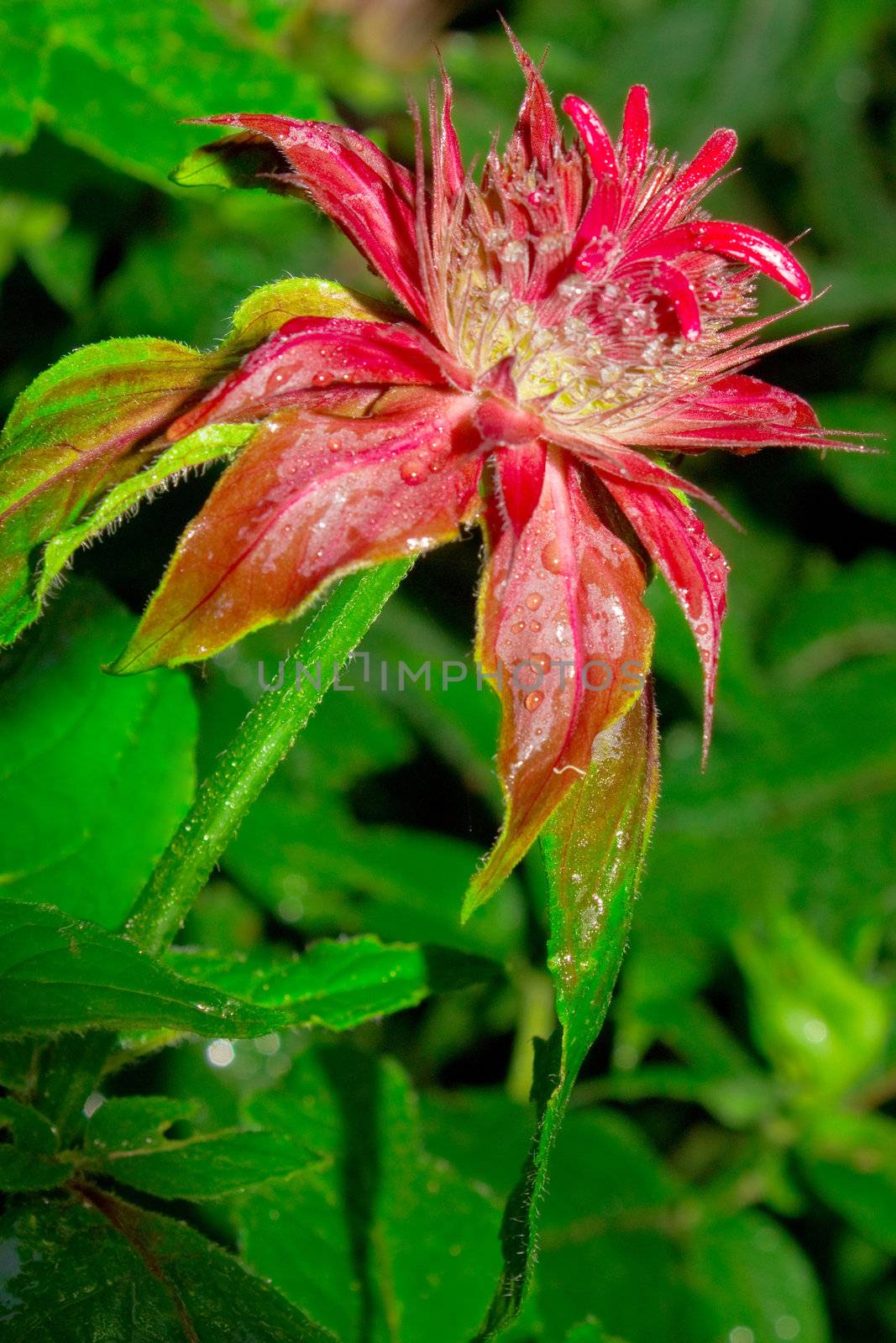 Blossom bergamot