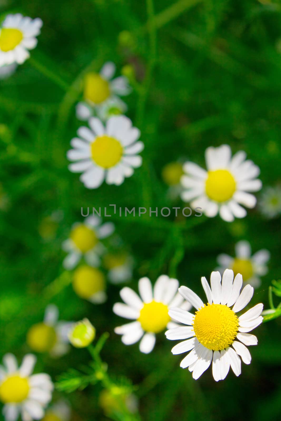 Camomiles on green grass background