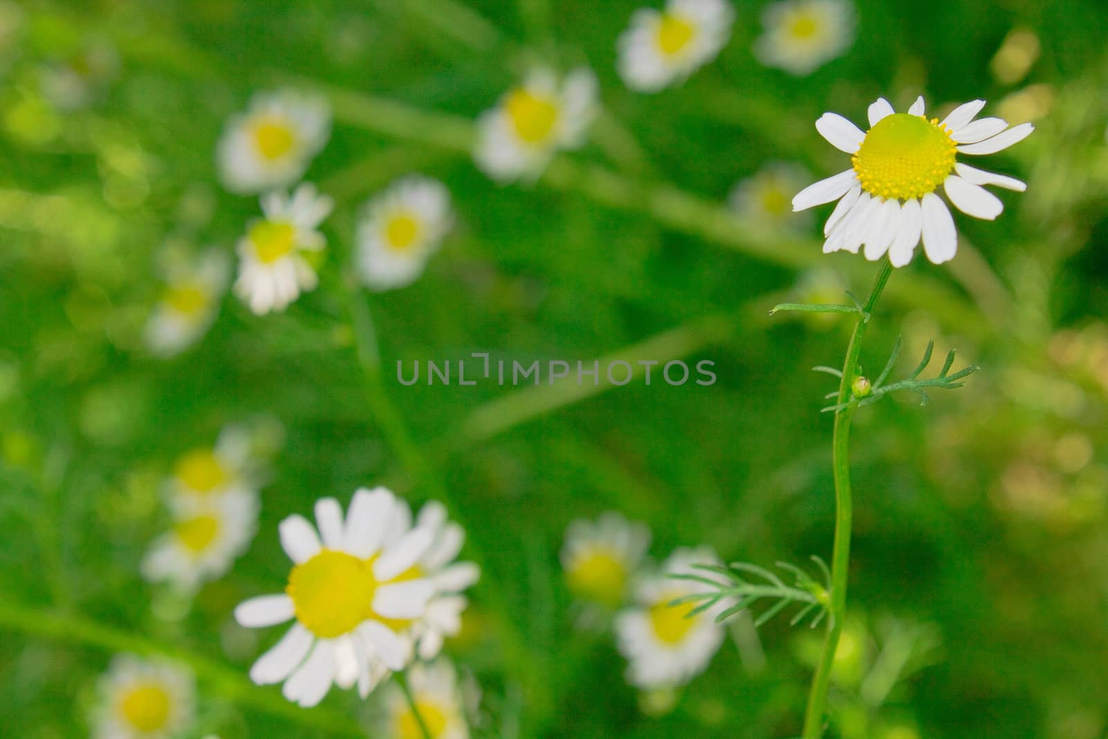 Camomiles on green grass background