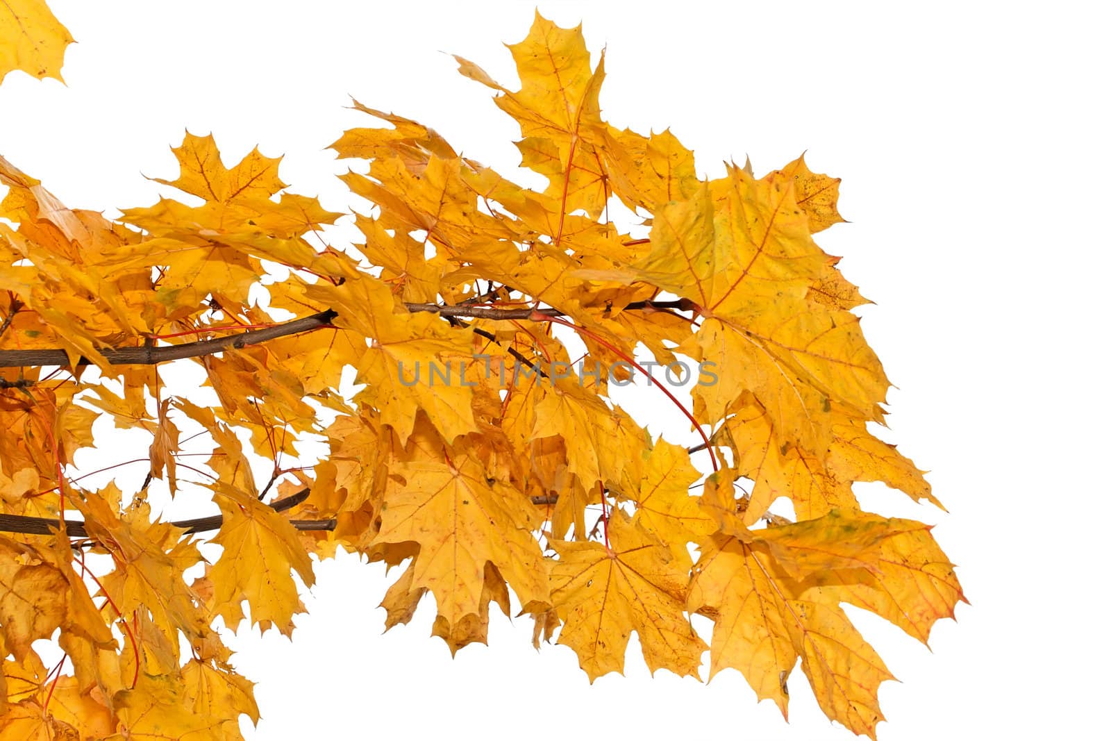 Maple branch with bright yellow leaves in autumn season. Isolated on a white background