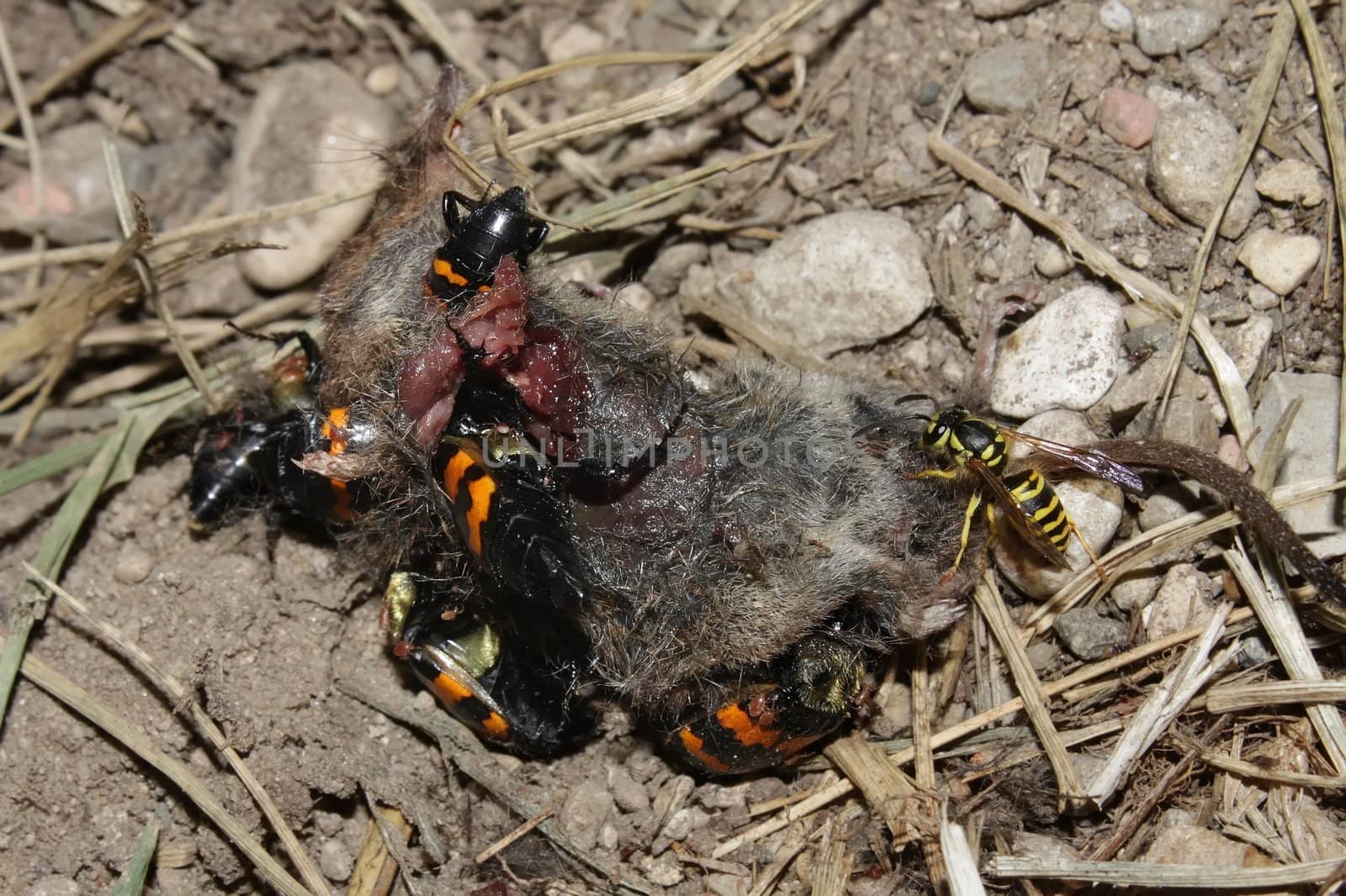 Burying Beetles (Nicrophorus orbicollis) on a dead mouse at Rock Cut State Park in northern Illinois.
