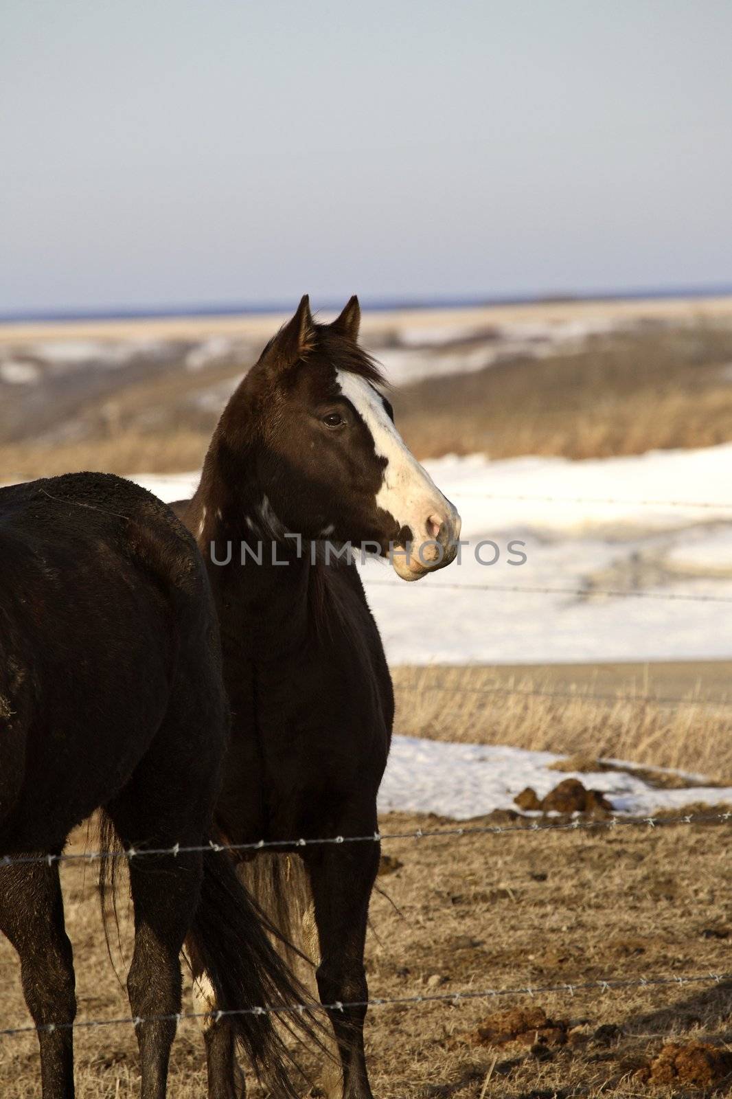 Horses in winter pasture by pictureguy