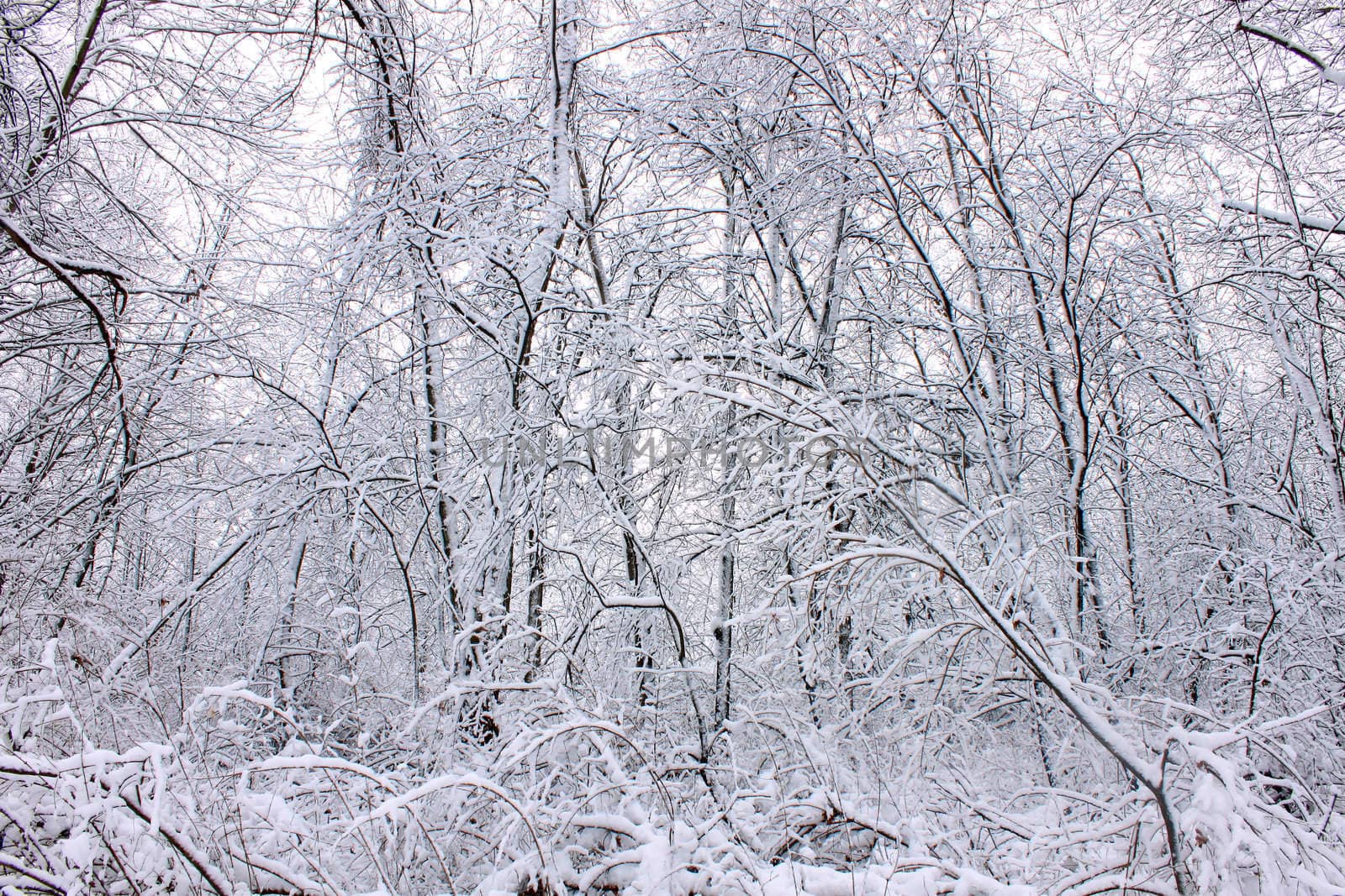 A winter wonderland at Rock Cut State Park in Illinois.