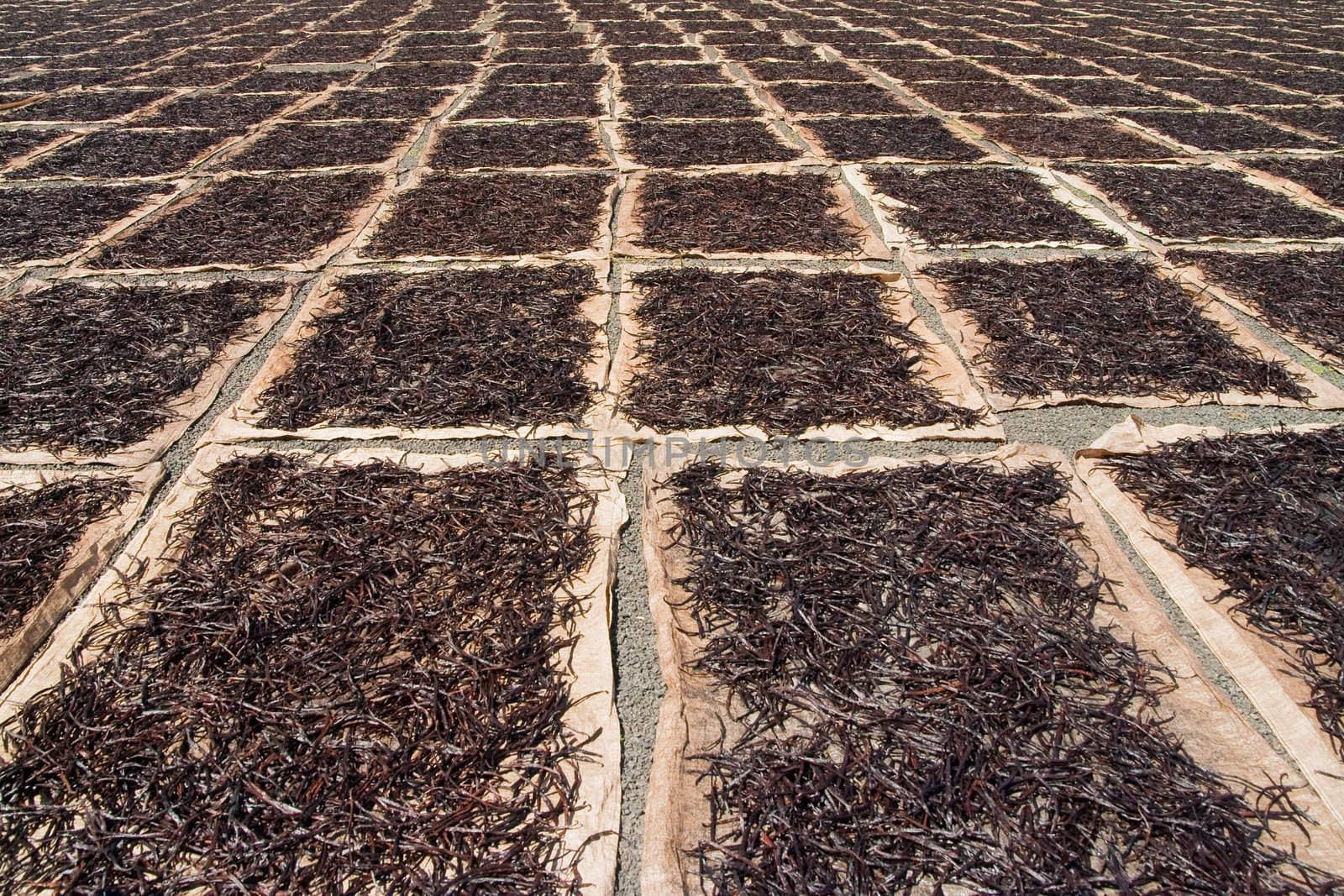 Drying Bourbon vanilla from Madagascar