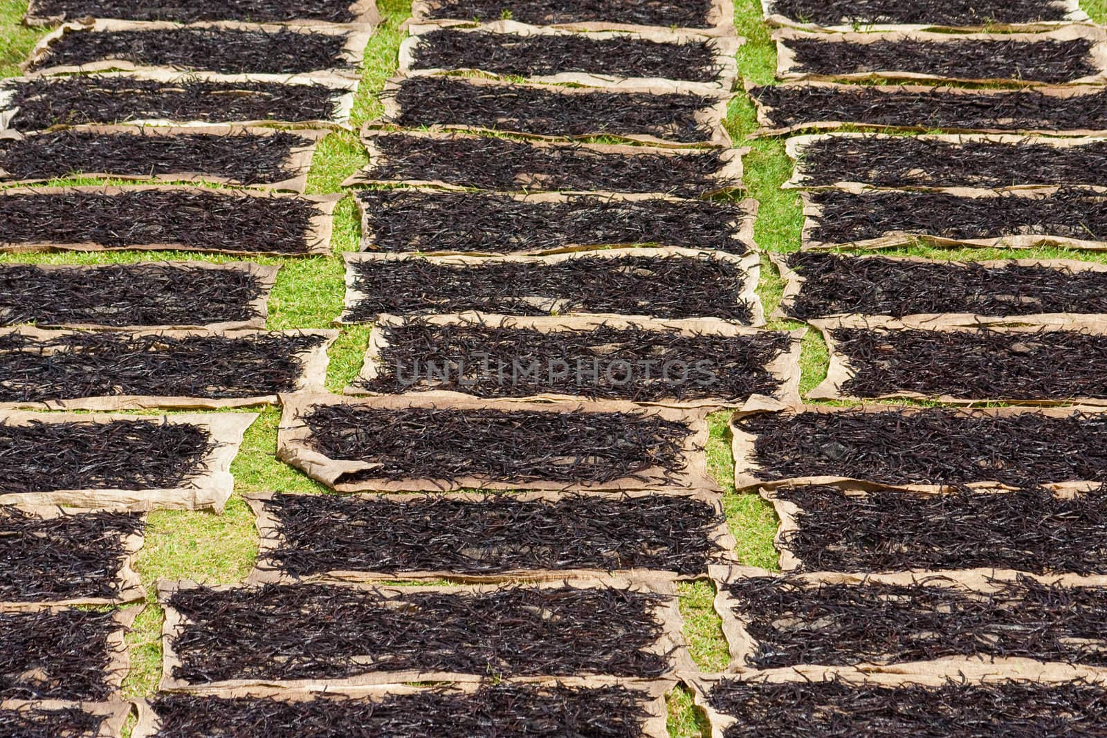 Drying Bourbon vanilla from Madagascar