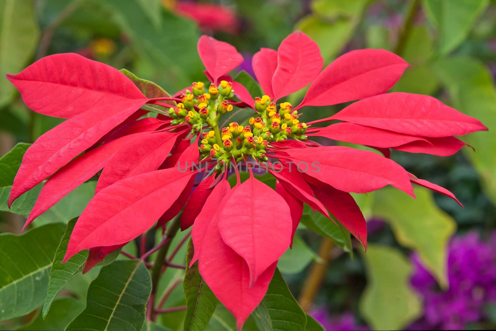 Red poinsettia in his natural environment