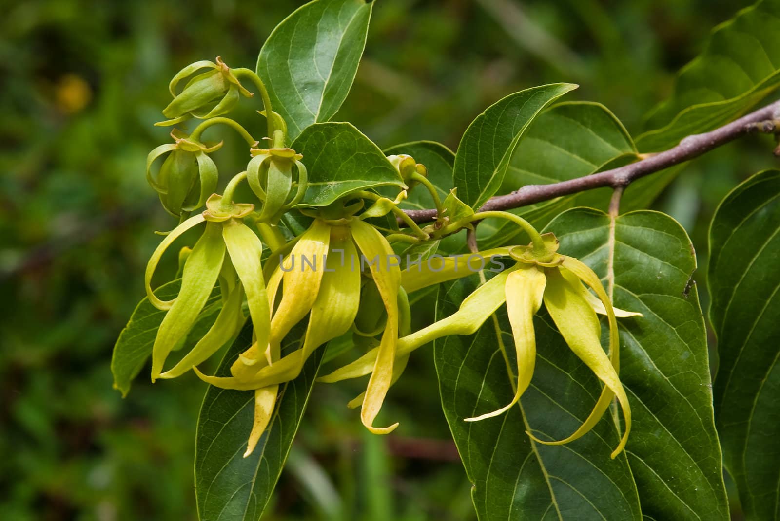 Ylang-Ylang flowers from Madagascar