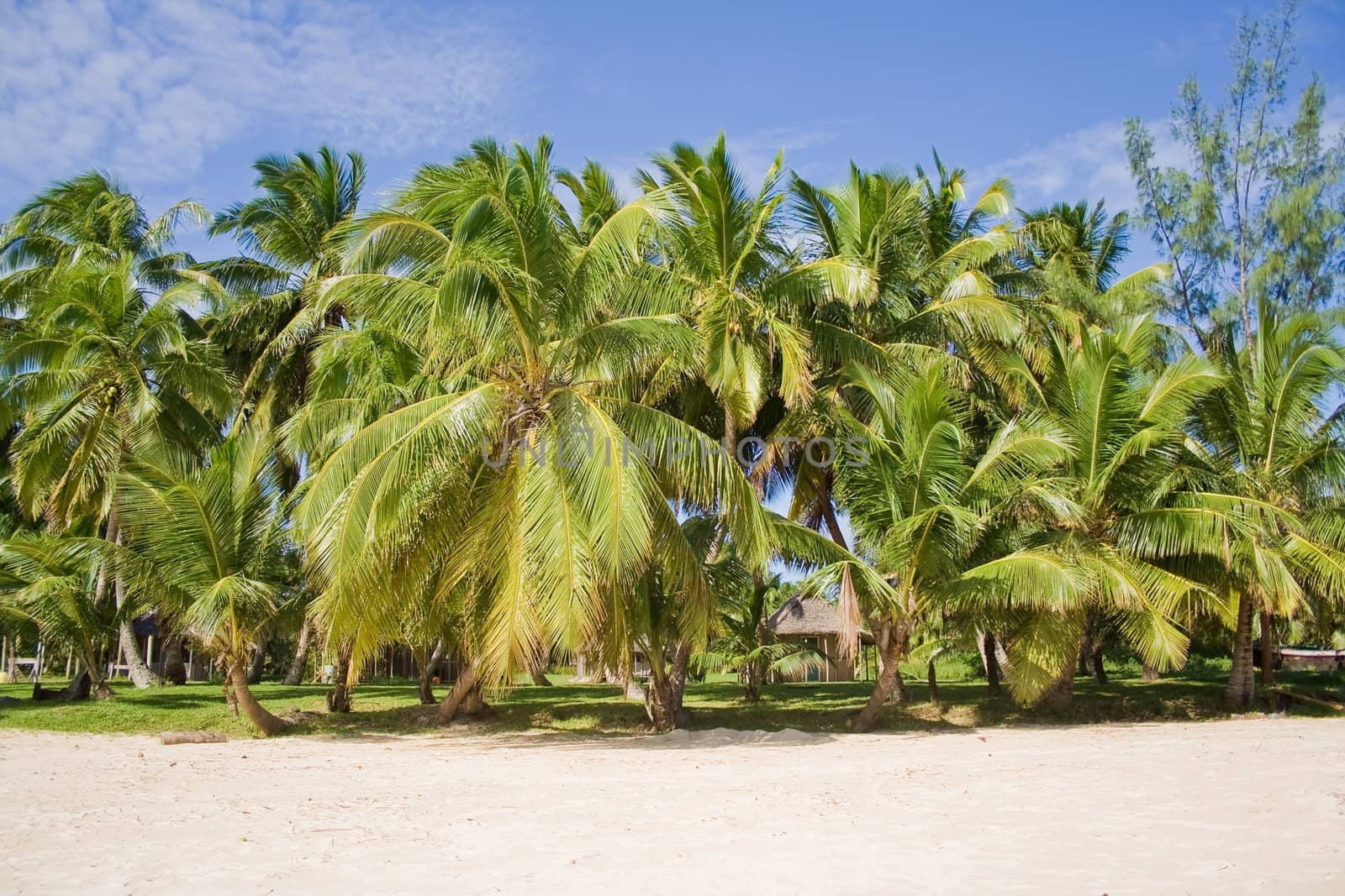 Coconuts on the beach