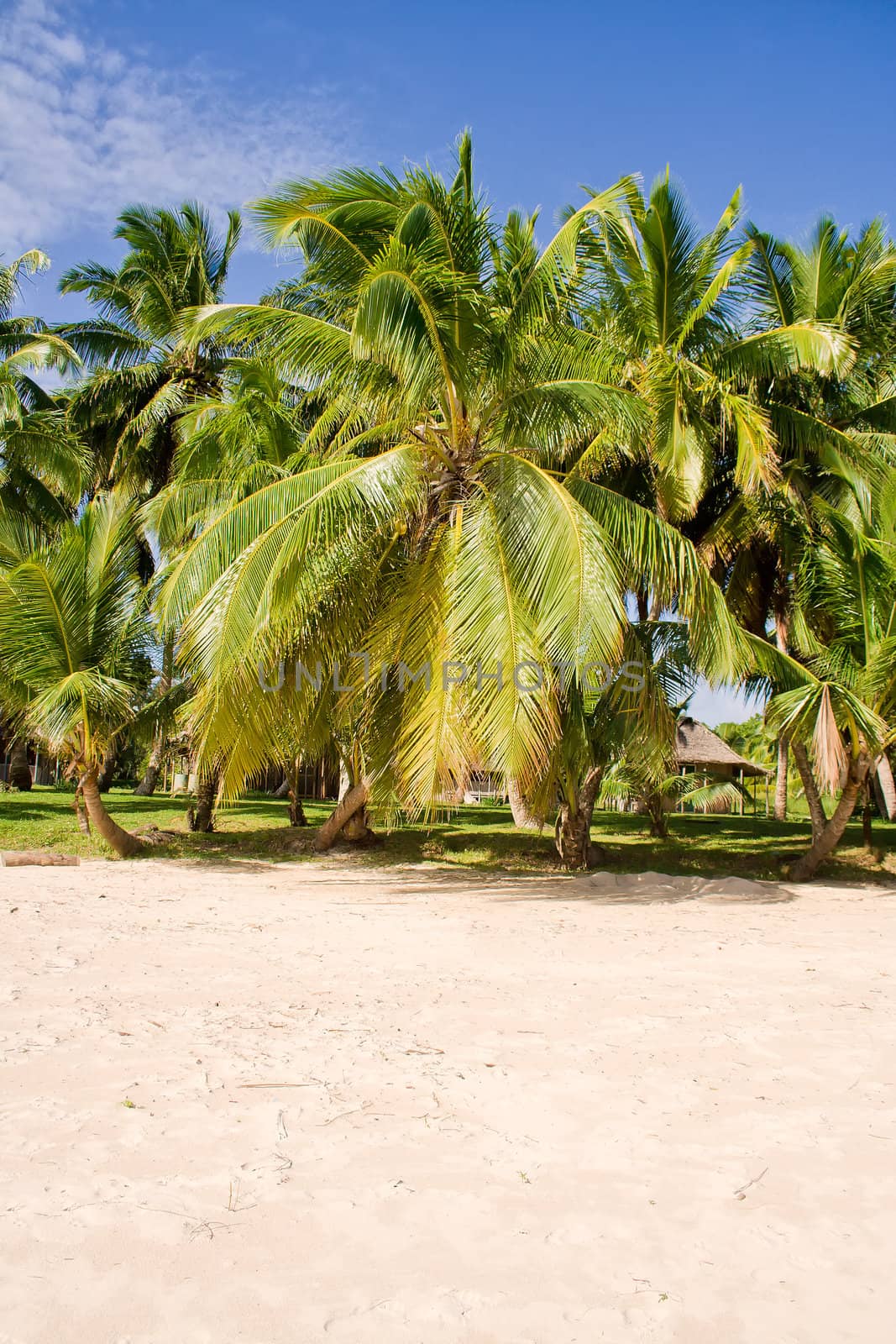 Coconuts on the beach