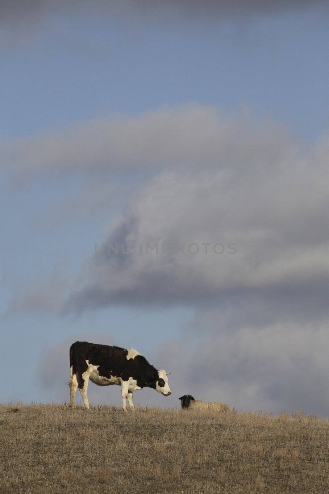 Cow grazing sheep resting on rise