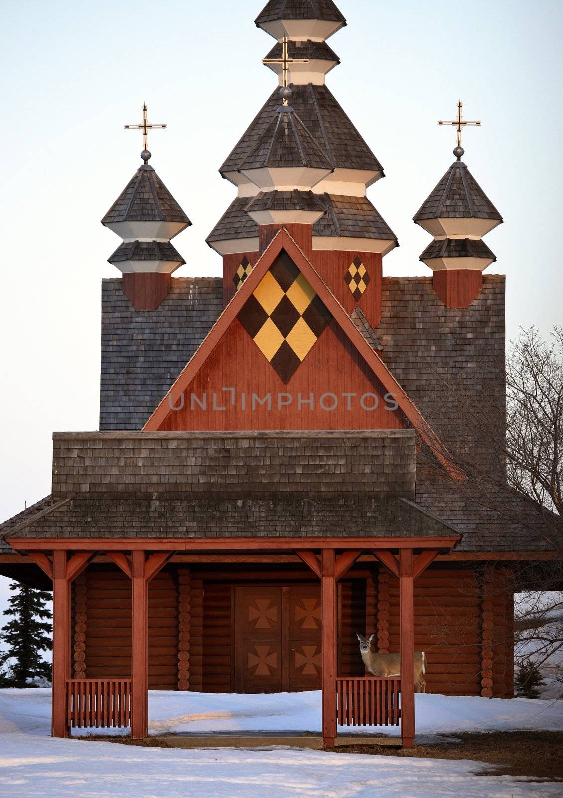 Deer visiting Ukrainian Orthodox Church in winter
