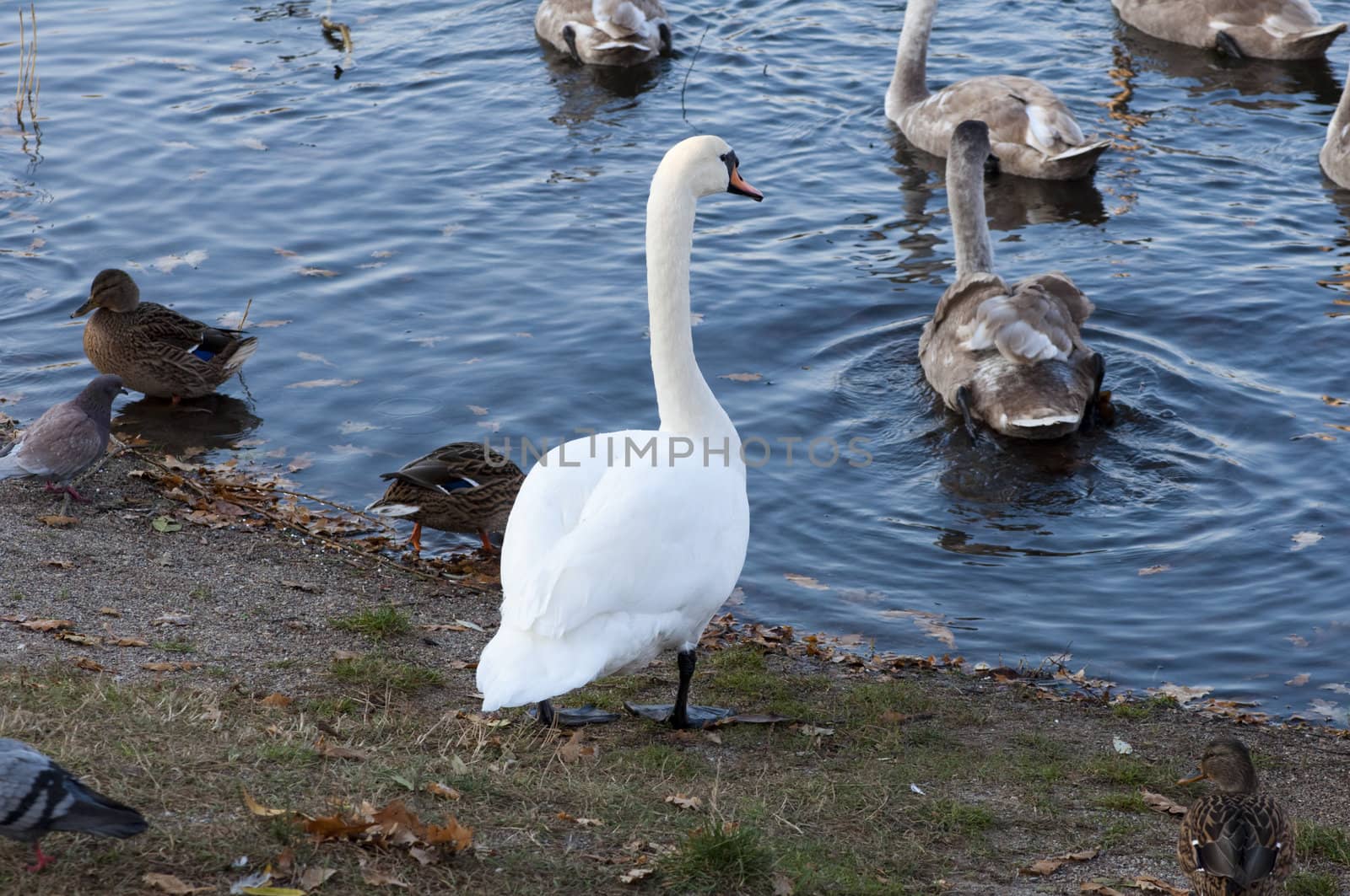 High resolution image. Ducks and swans on the bank of lake.