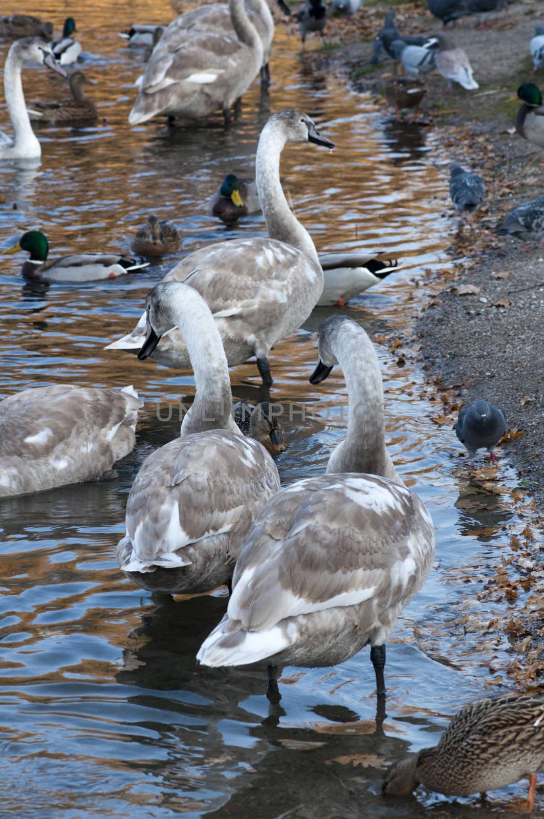 High resolution image. Ducks and swans on the bank of lake.