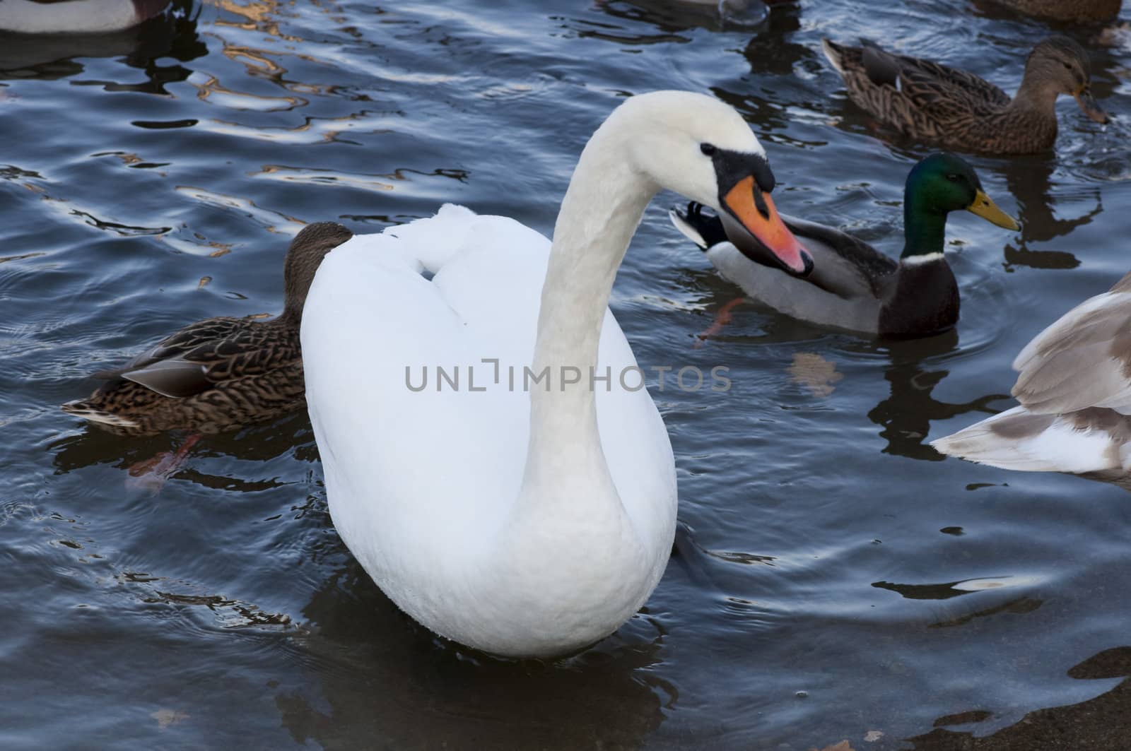 High resolution image. Ducks and swans on the bank of lake.
