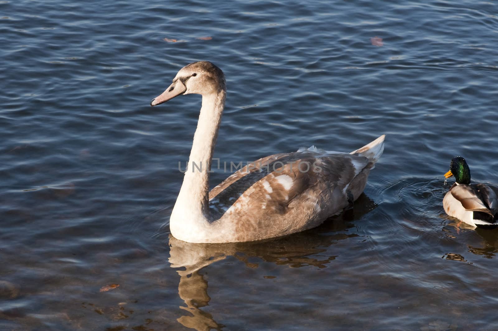 High resolution image. The swan floats on lake. White swan.