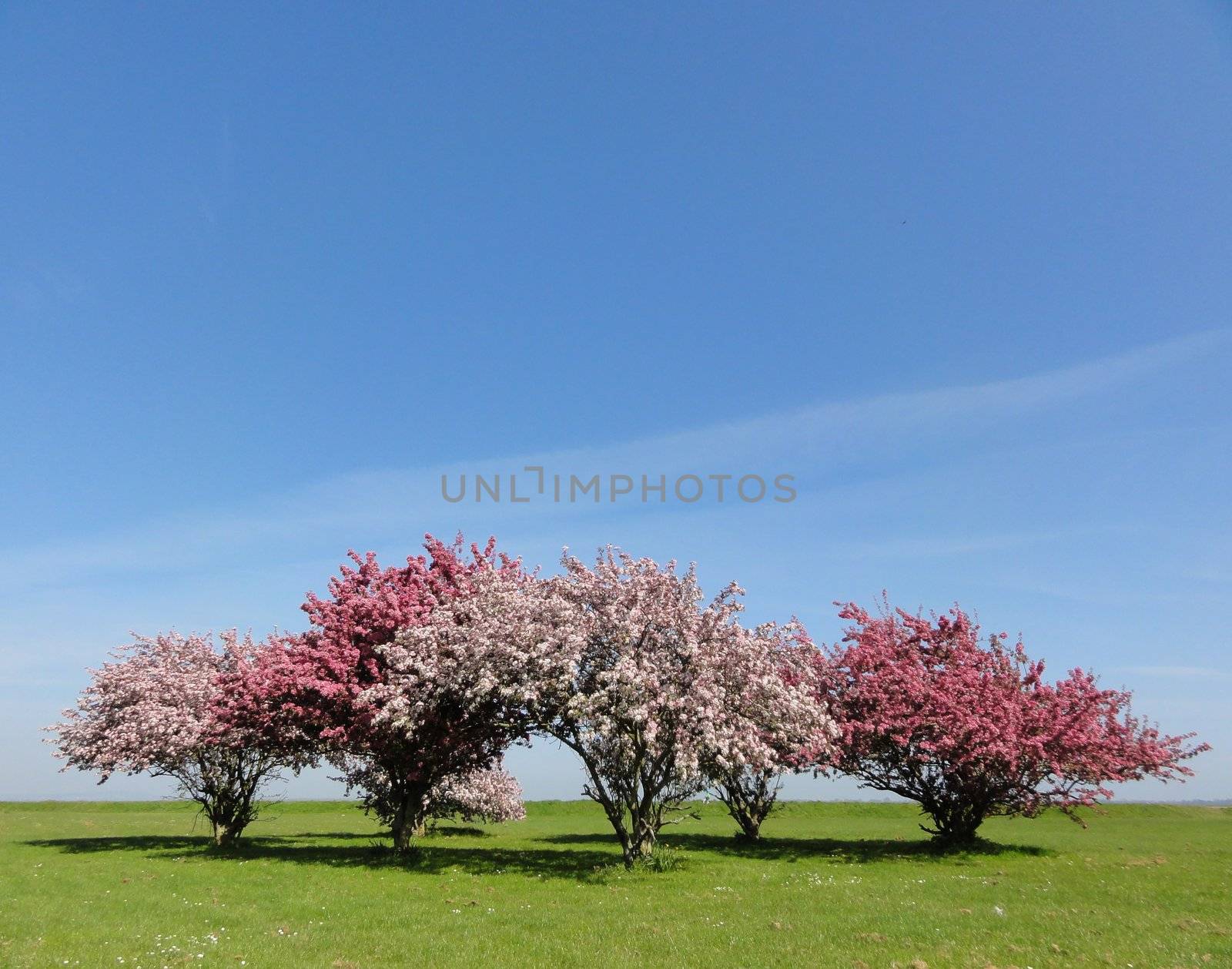 Photo of blossom trees on grass with a blue sky background