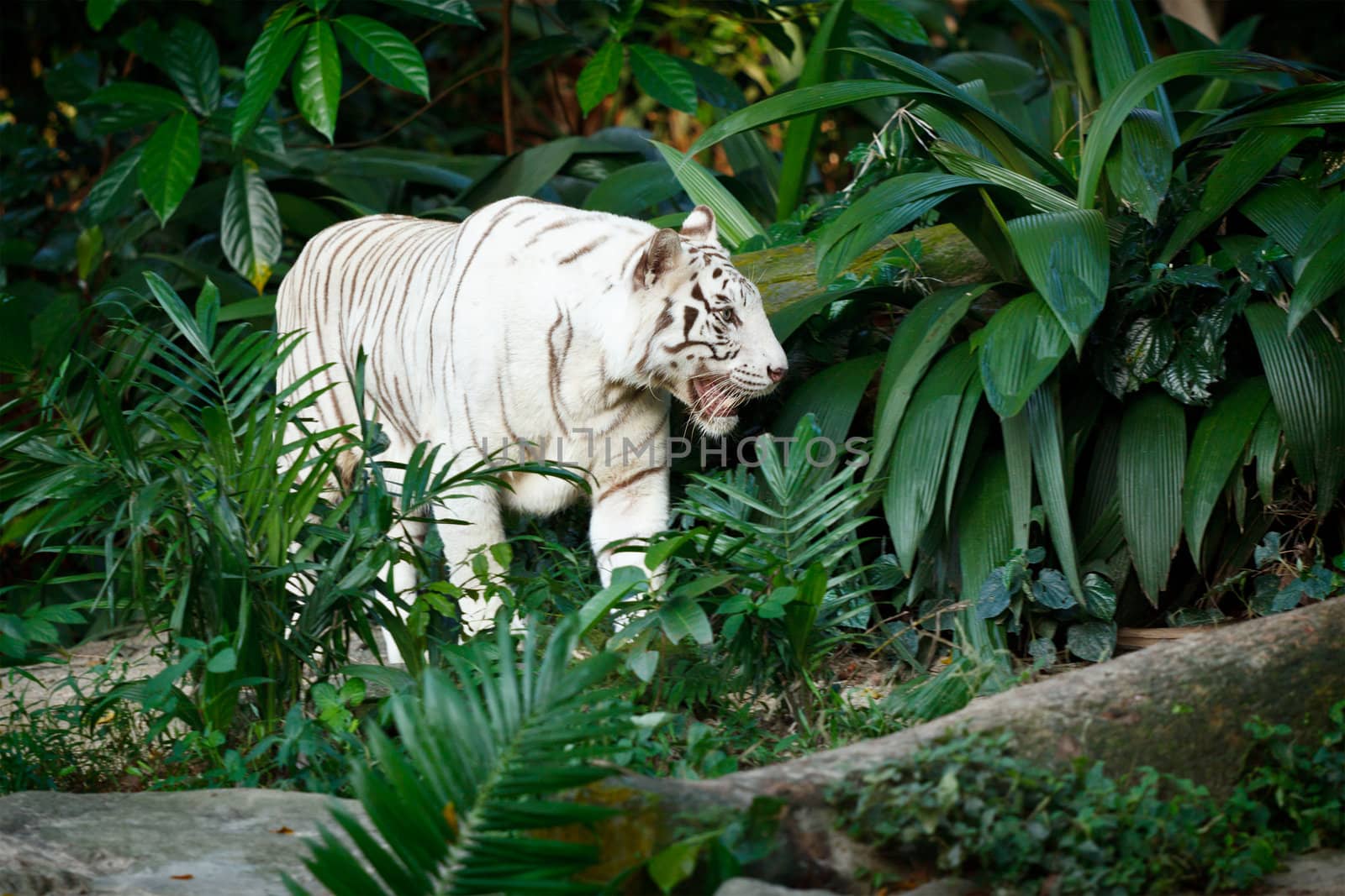 White tiger by dimol