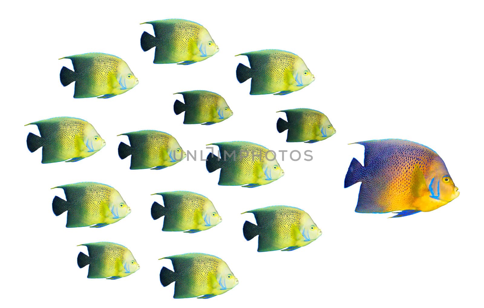 Leadership concept - big fish leading school of tropical fishes by dimol