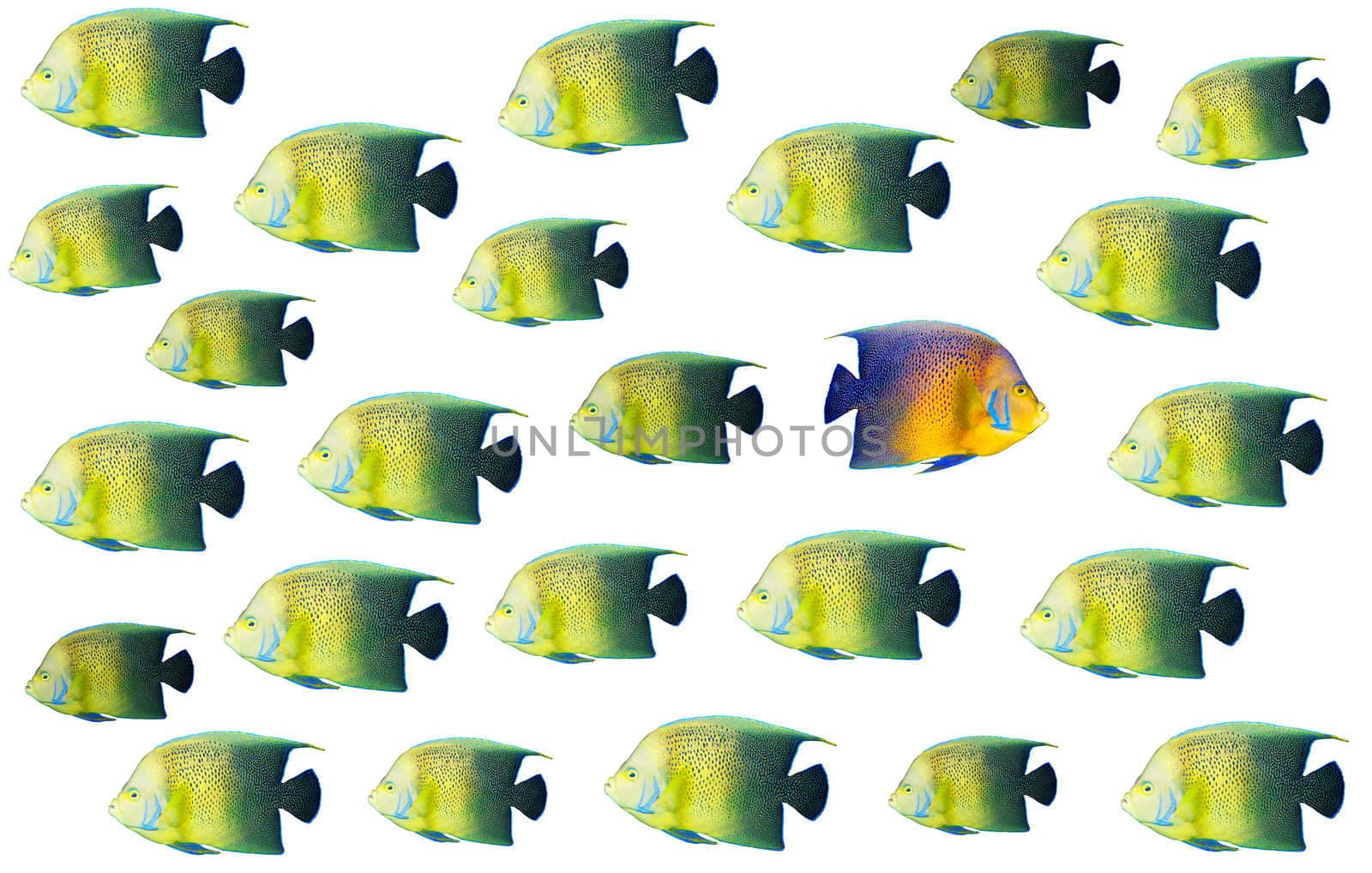 Going different way and standing out of crowd concept with angelfish