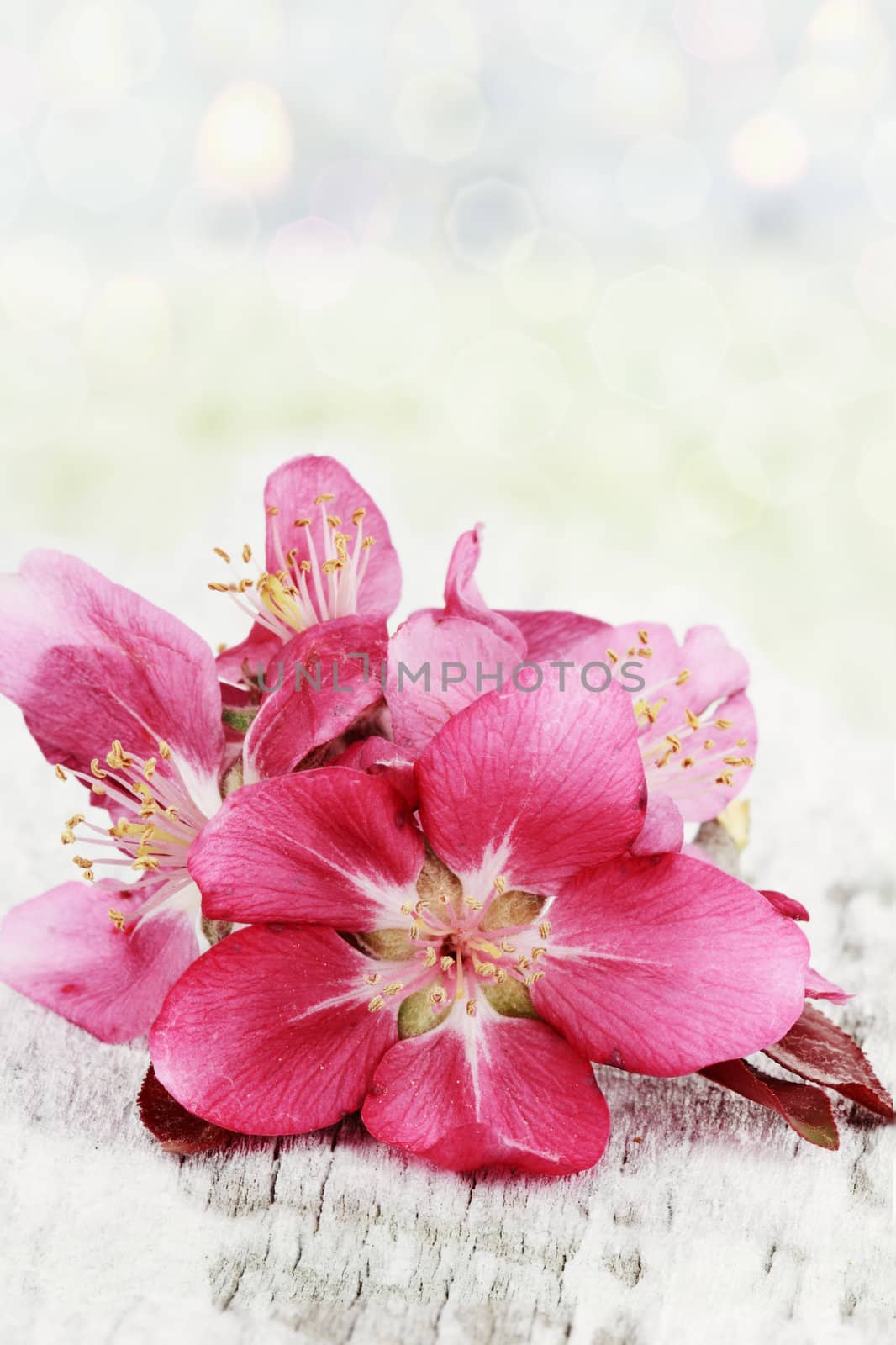 Apple blossoms on a rustic background with copy space.

