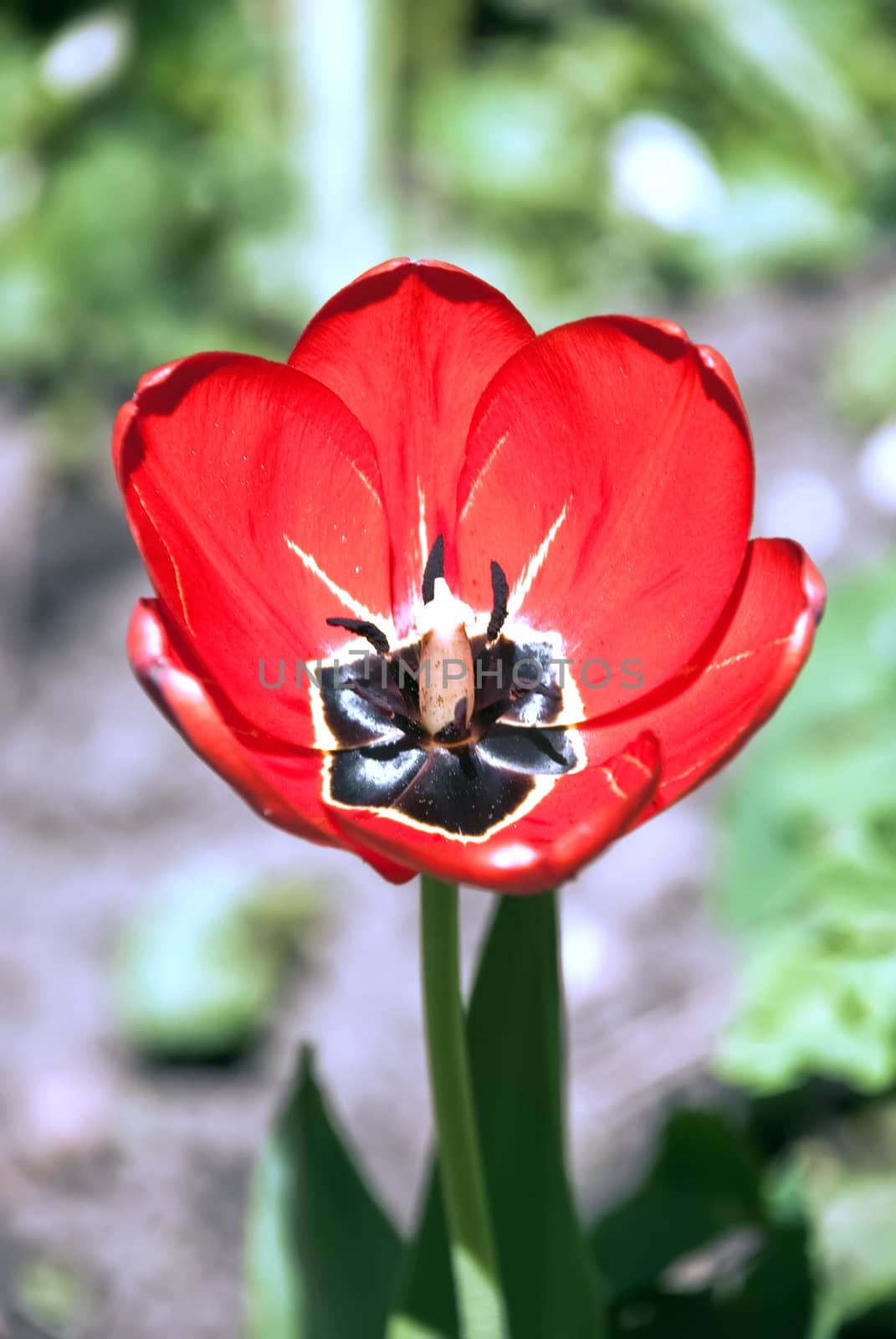 Beautiful red tulip flowers background. Close Up, shallow DOF.