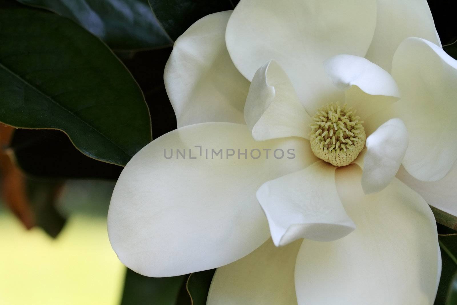 Magnolia Blossom by StephanieFrey