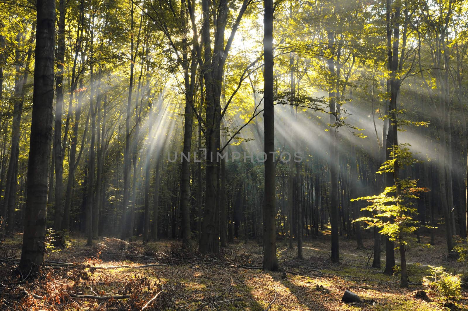 Sun beams in old beech forest.