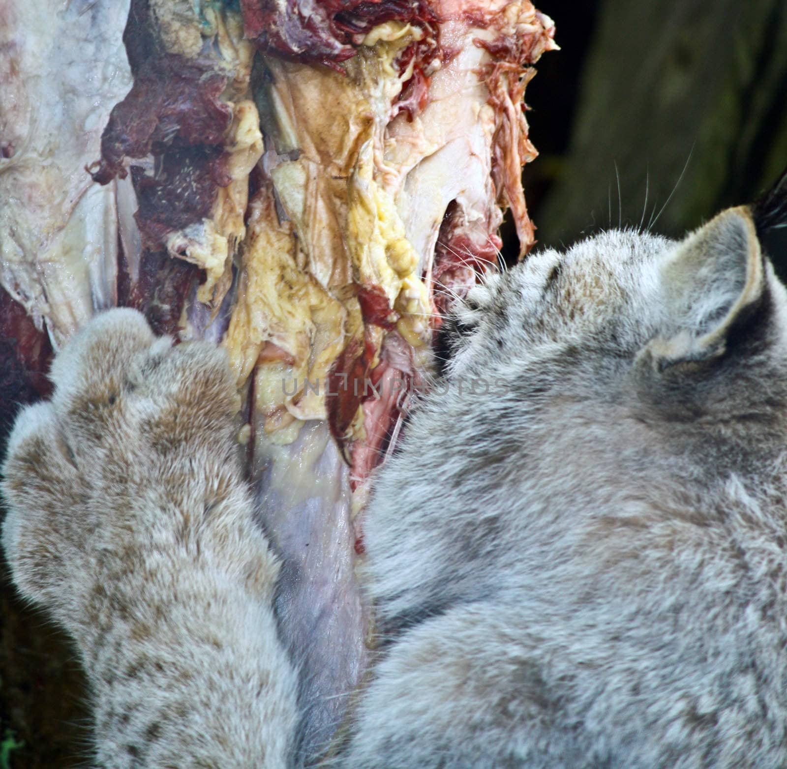 A Wild Cat tears at it's catch.