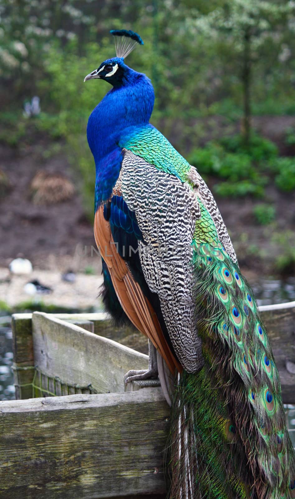 A Peacock sat on the fence, looking out towards the sunrise.