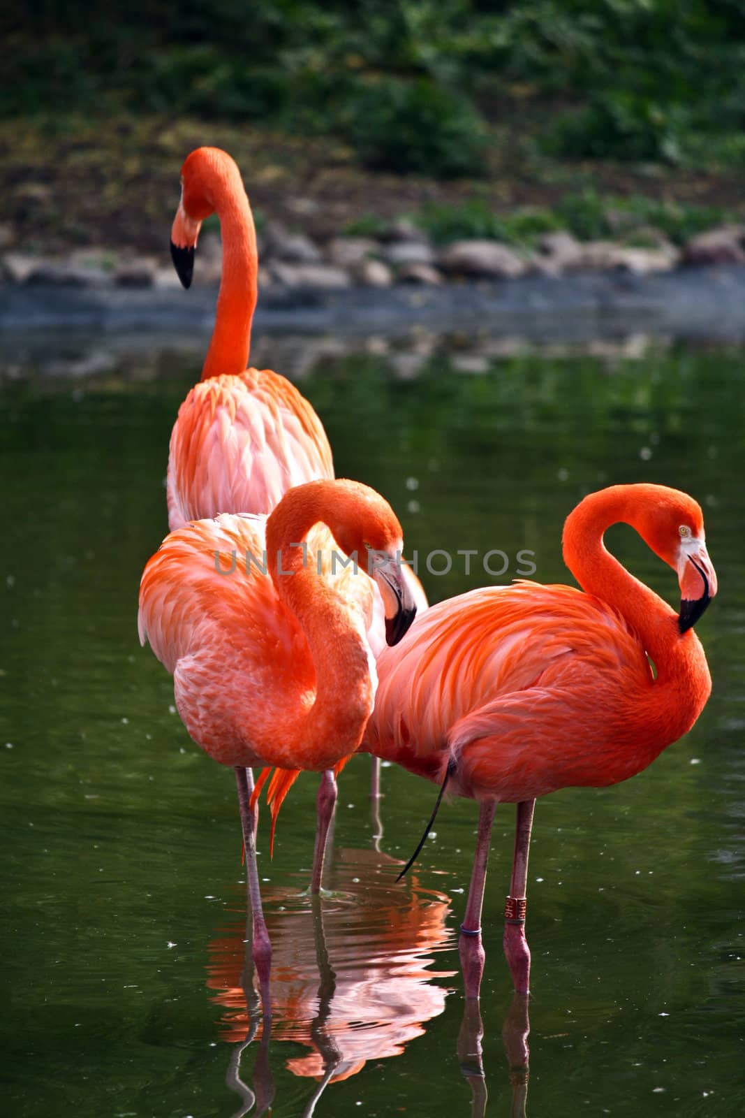 Flamingos at the Water's Edge at a lake in Northern Europe