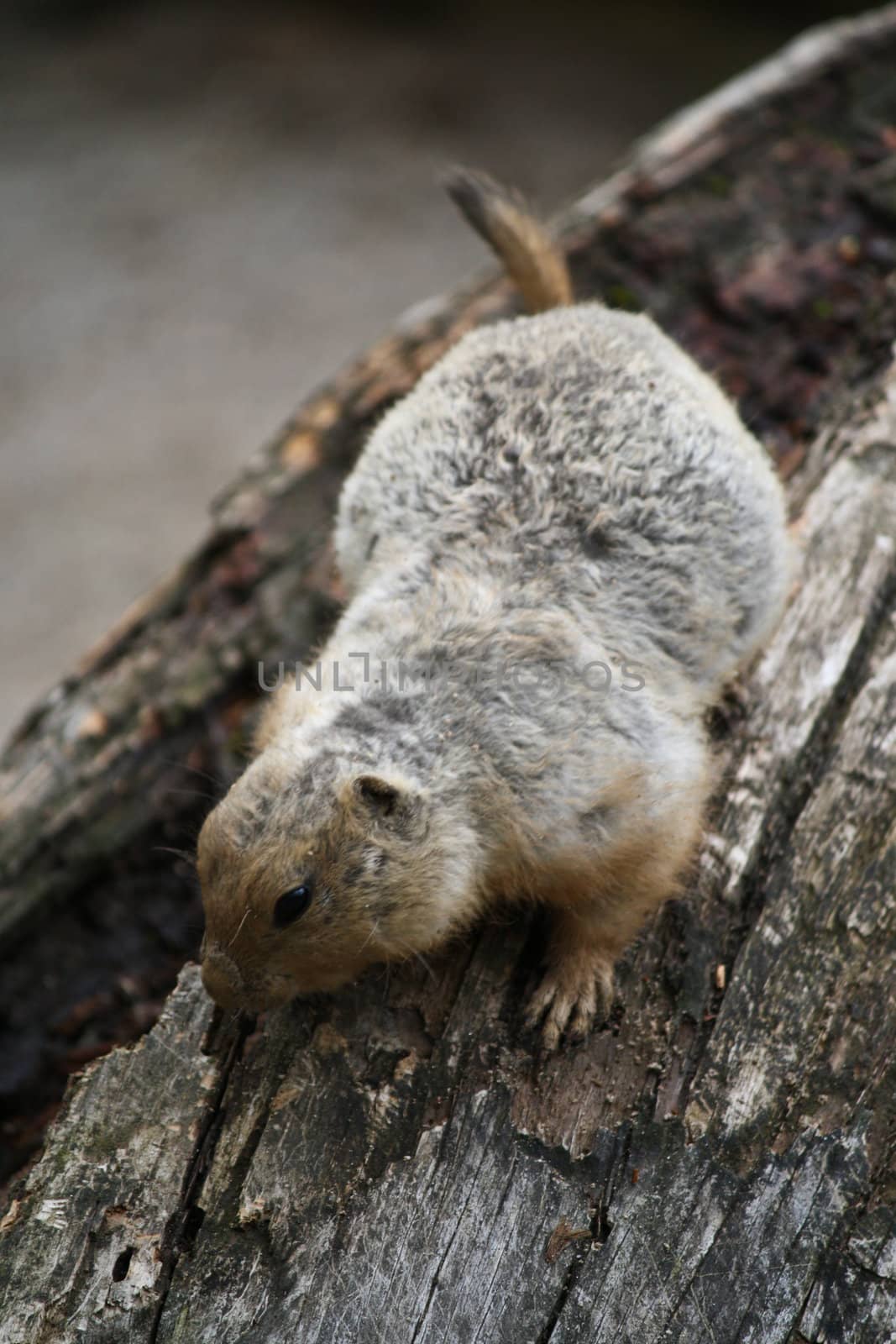 A squirrel searches for nuts atop a fallen tree