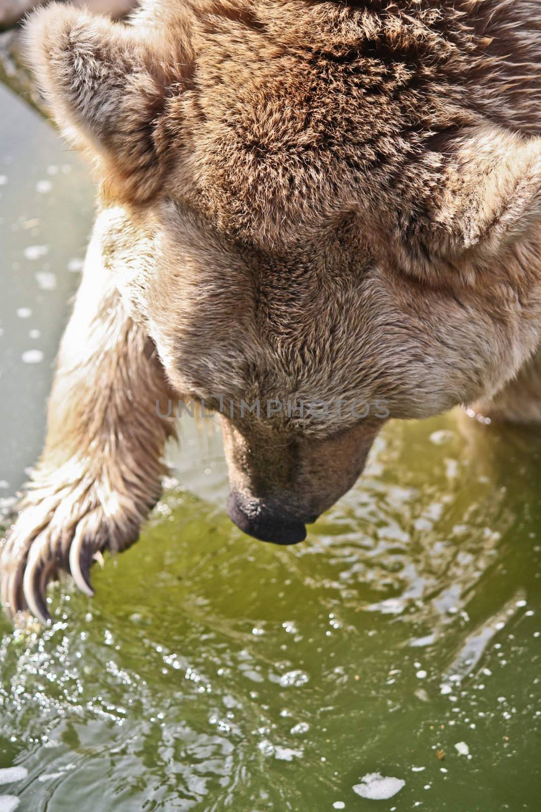 A Brown Bear fishes in the lake.