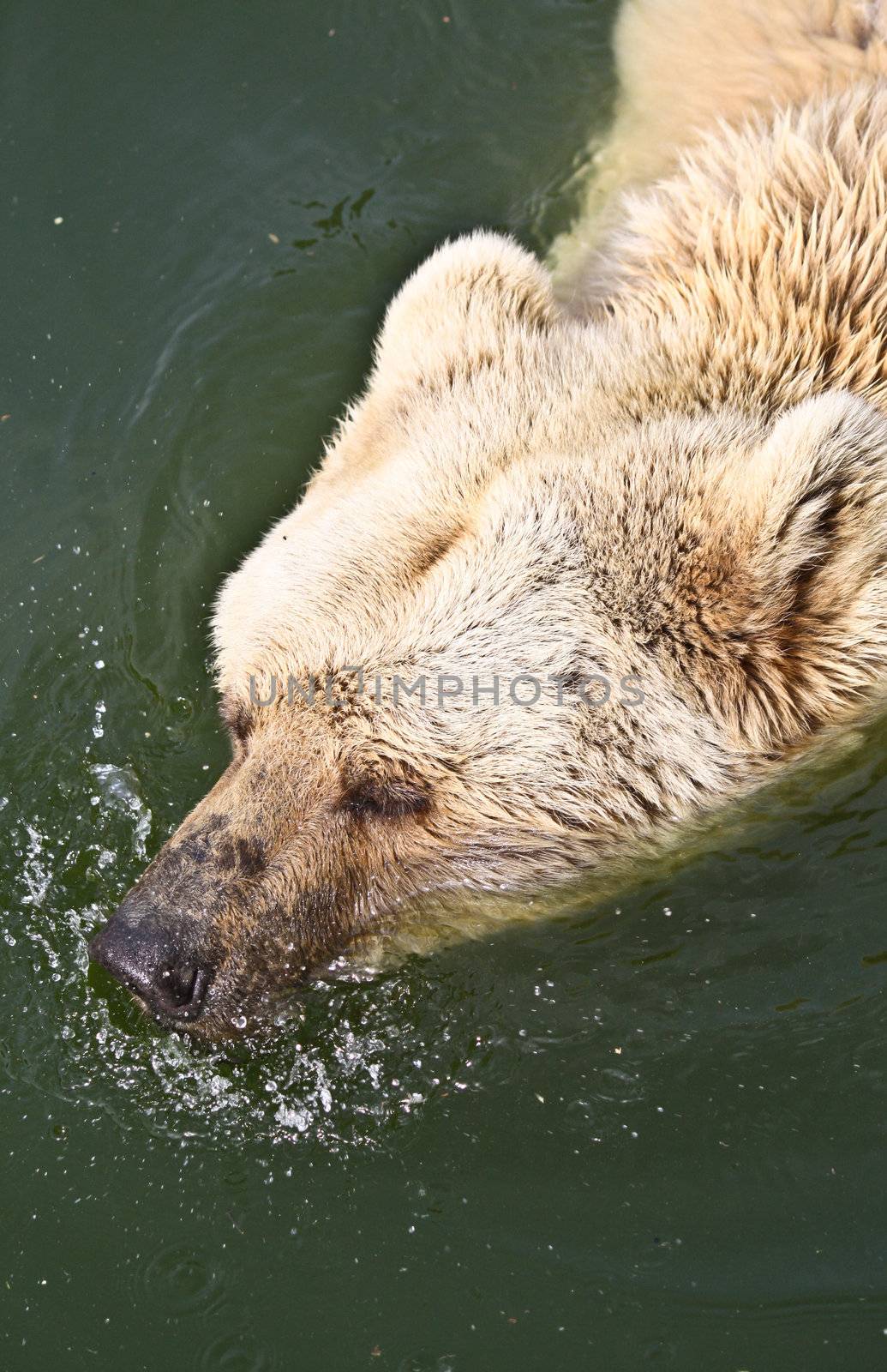 A Brown Bear swims across the lake, blowing water droplets into the air as it exhales.