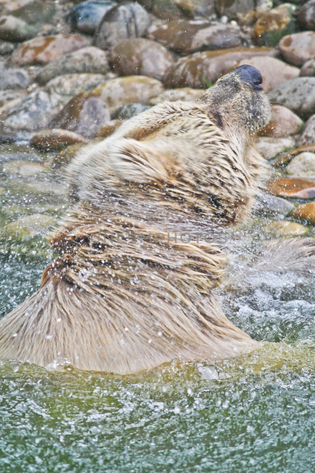 A Brown Bear shakes itself vigourously to dry off as it leaves the lake had swam across.