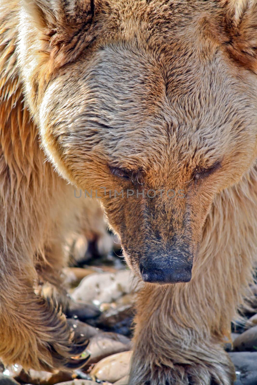 A Brown Bear hunts for food along the side of a lake in Europe.