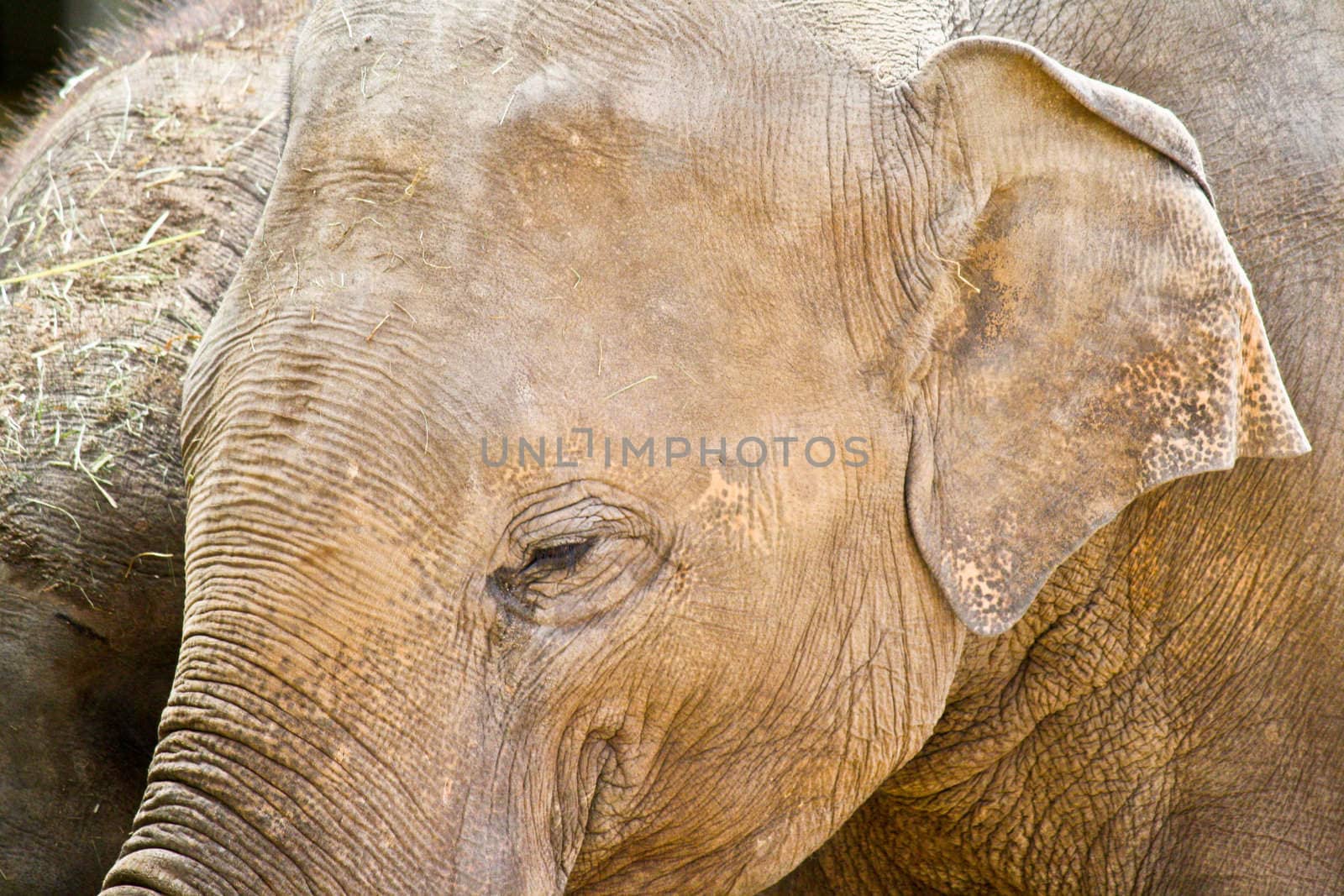 A family of Elephants travels to feed with its two newer members.