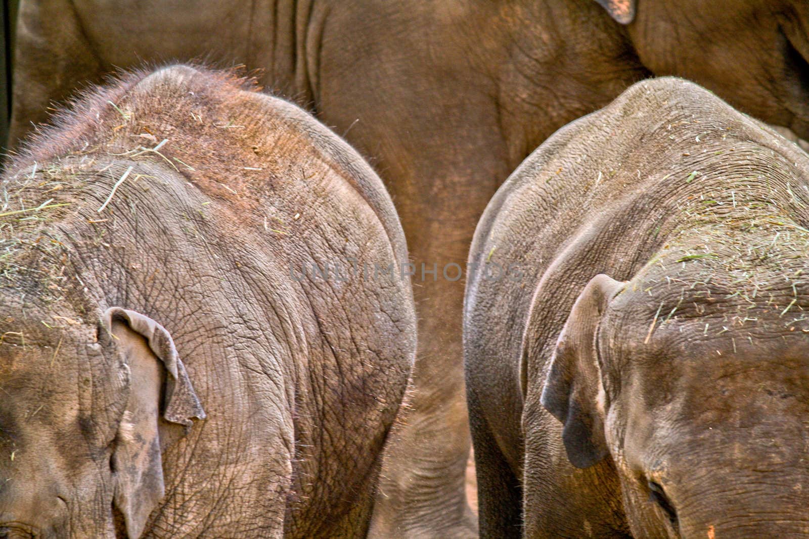 A family of Elephants travels to feed with its two newer members.