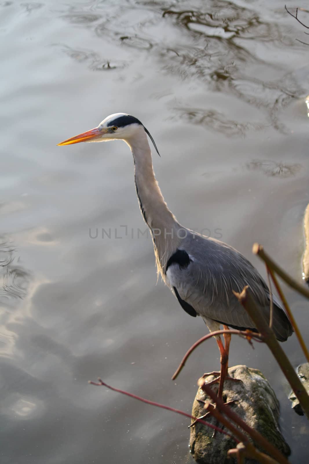 A Heron waits patiently by the water's edge on a warm summer evening, waiting for the first signs of movement in the water below.