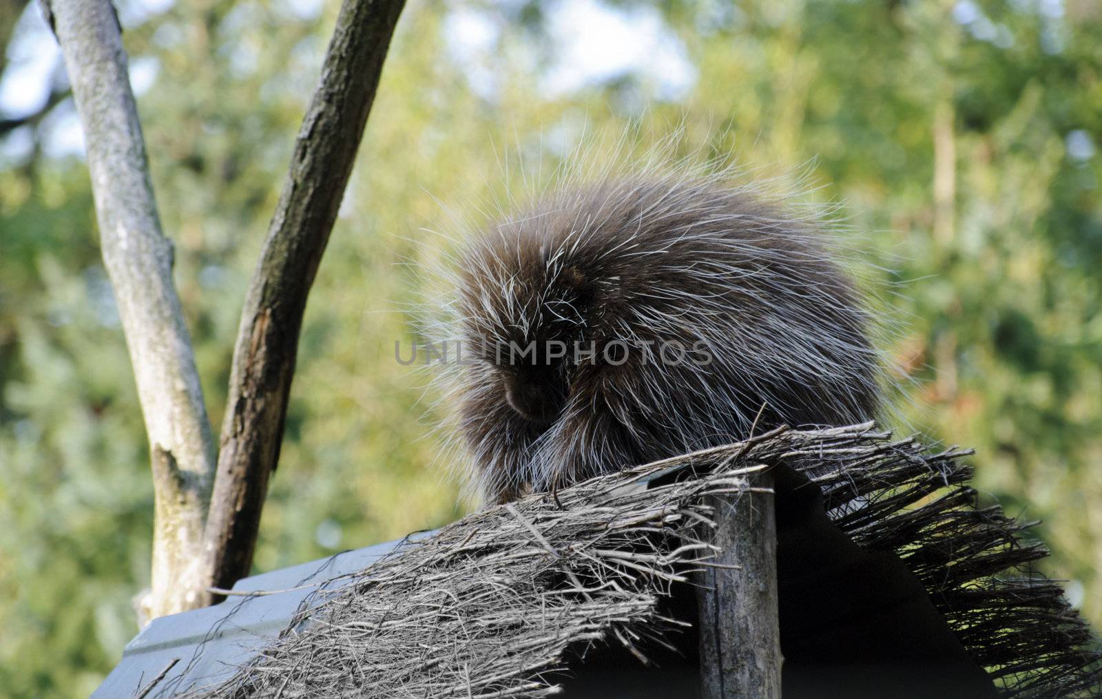 New World porcupine, or ethizontidae, sleeping in the forest