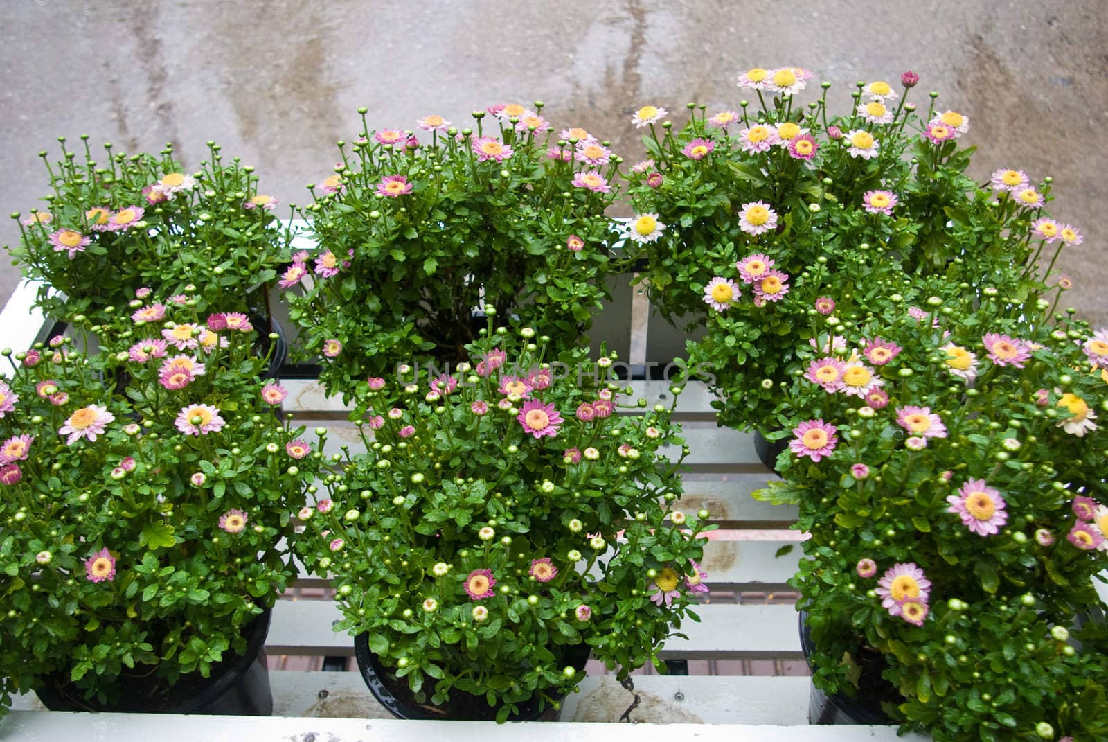 Flower plants in the white basket