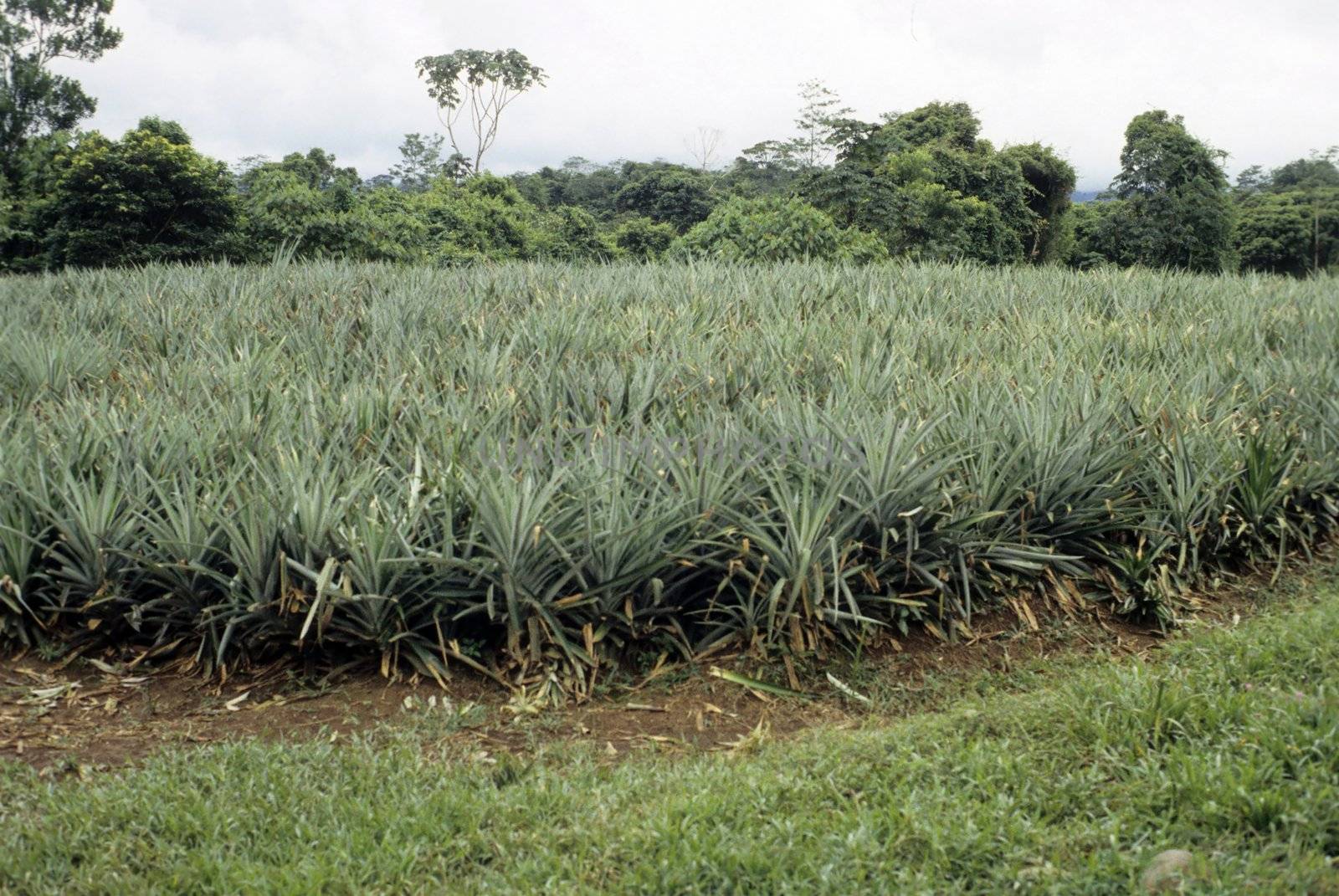 Pineapple plantation by rbiedermann