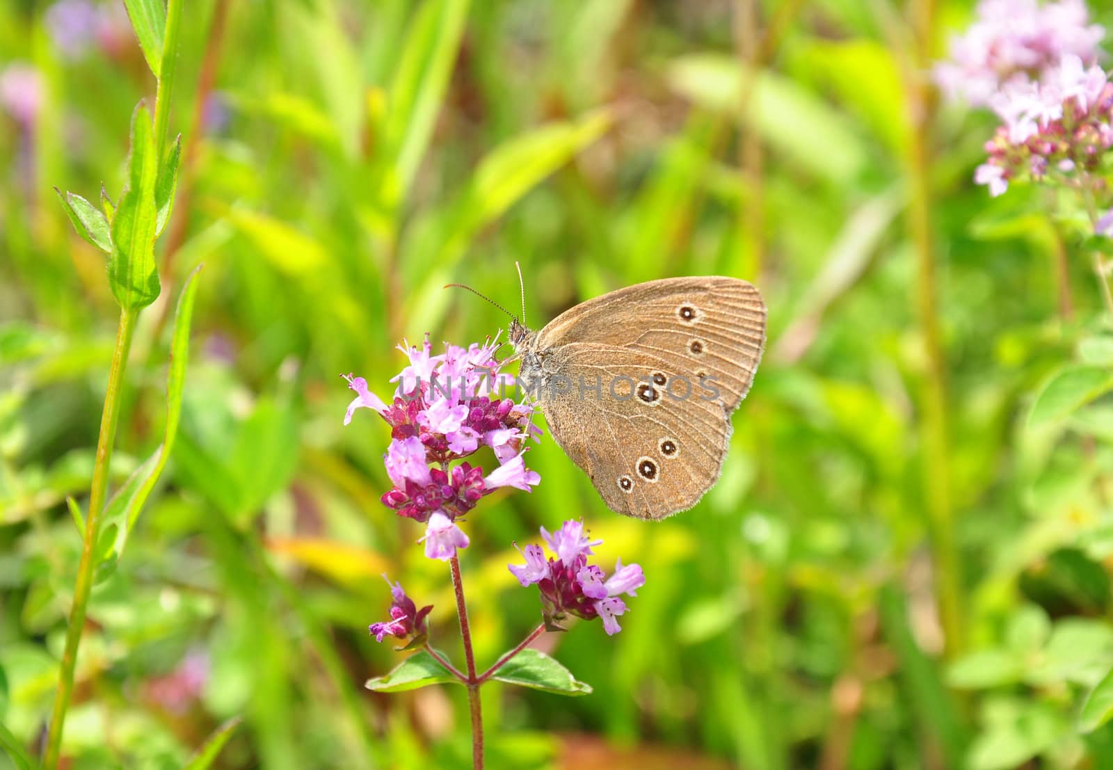 Ringlet (Aphantopus hyperantus) by rbiedermann