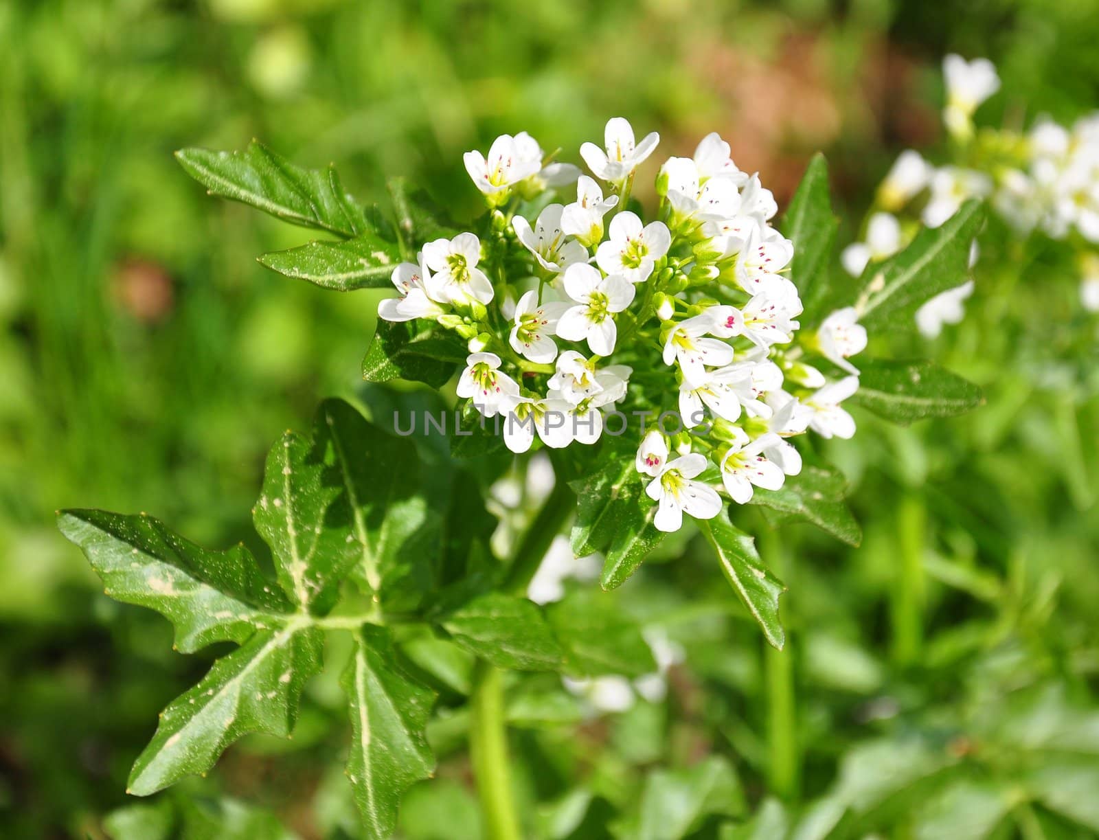 Watercress (Nasturtium officinale) by rbiedermann