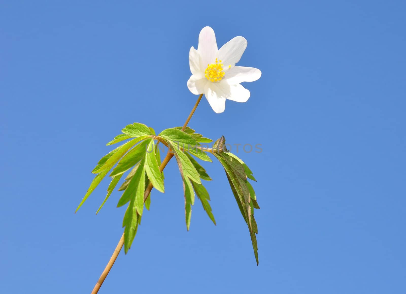 Wood anemone by rbiedermann