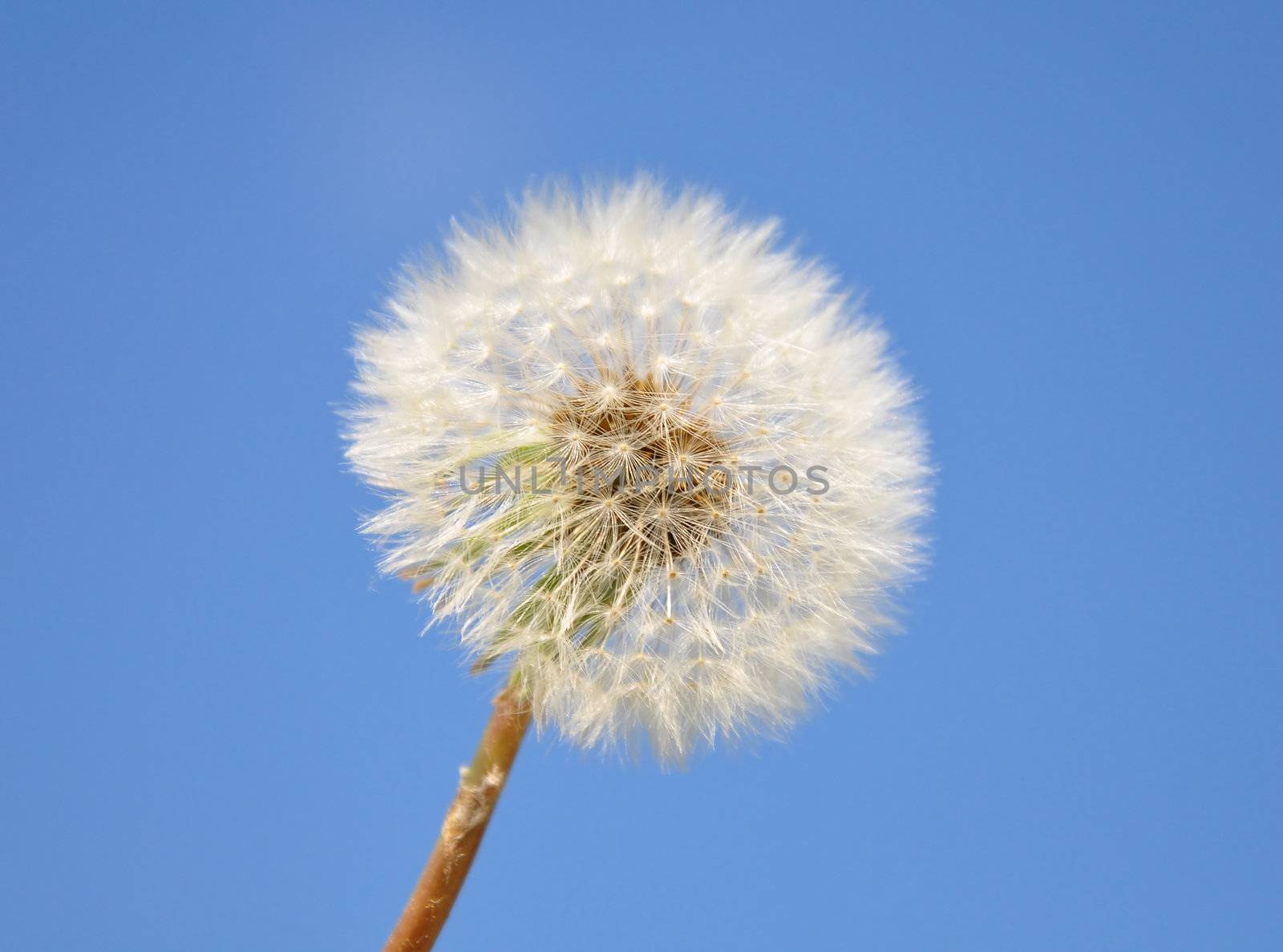 Dandelion by rbiedermann