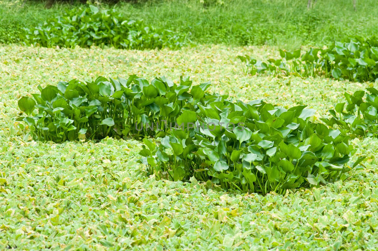 Water hyacinth in the swamp by pixbox77